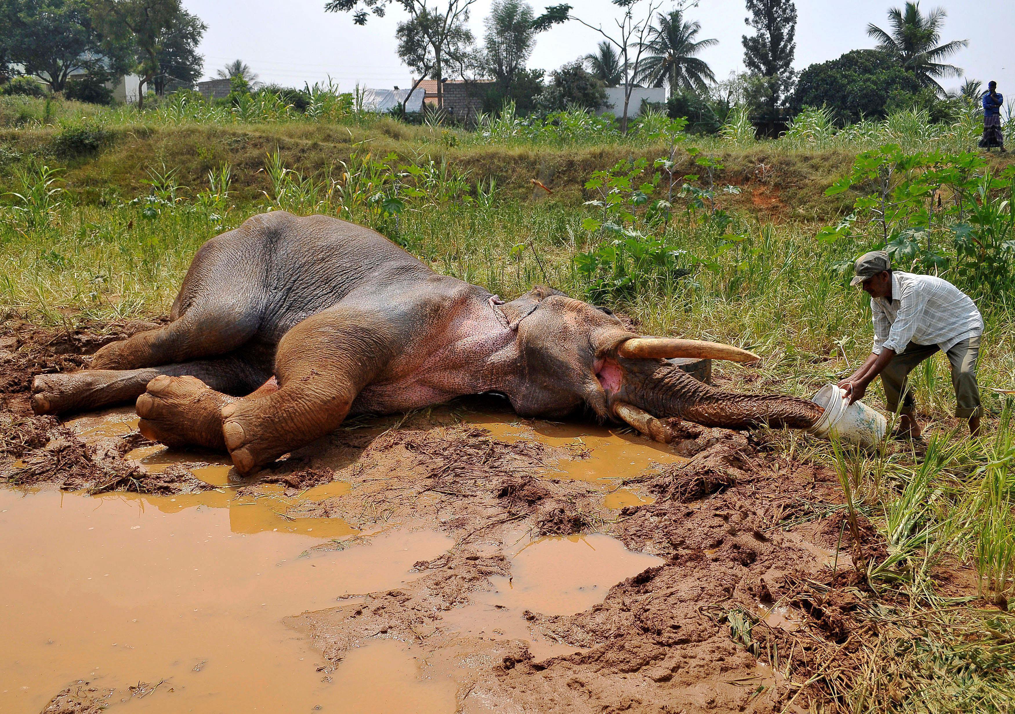 A forest guard provides water to an injured Asiatic elephant as it lies in a field in Avverahalli vi