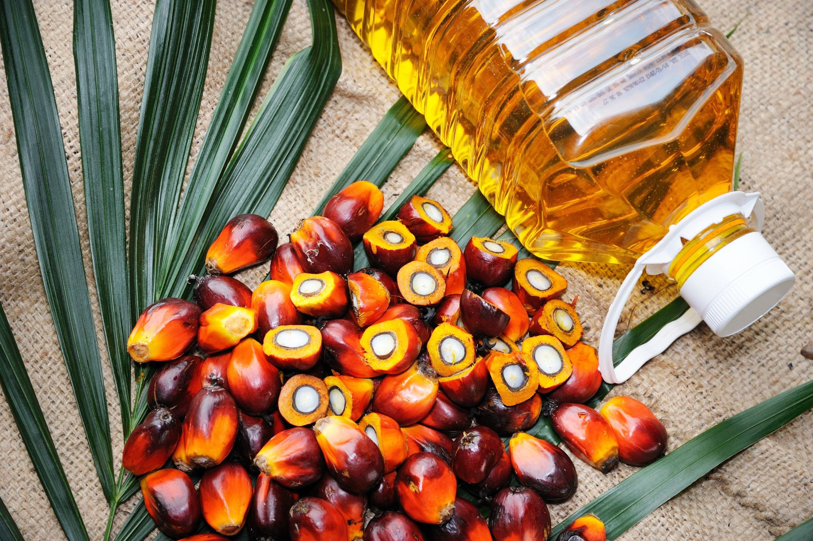 Indonesia threatens to ban oil palm exports