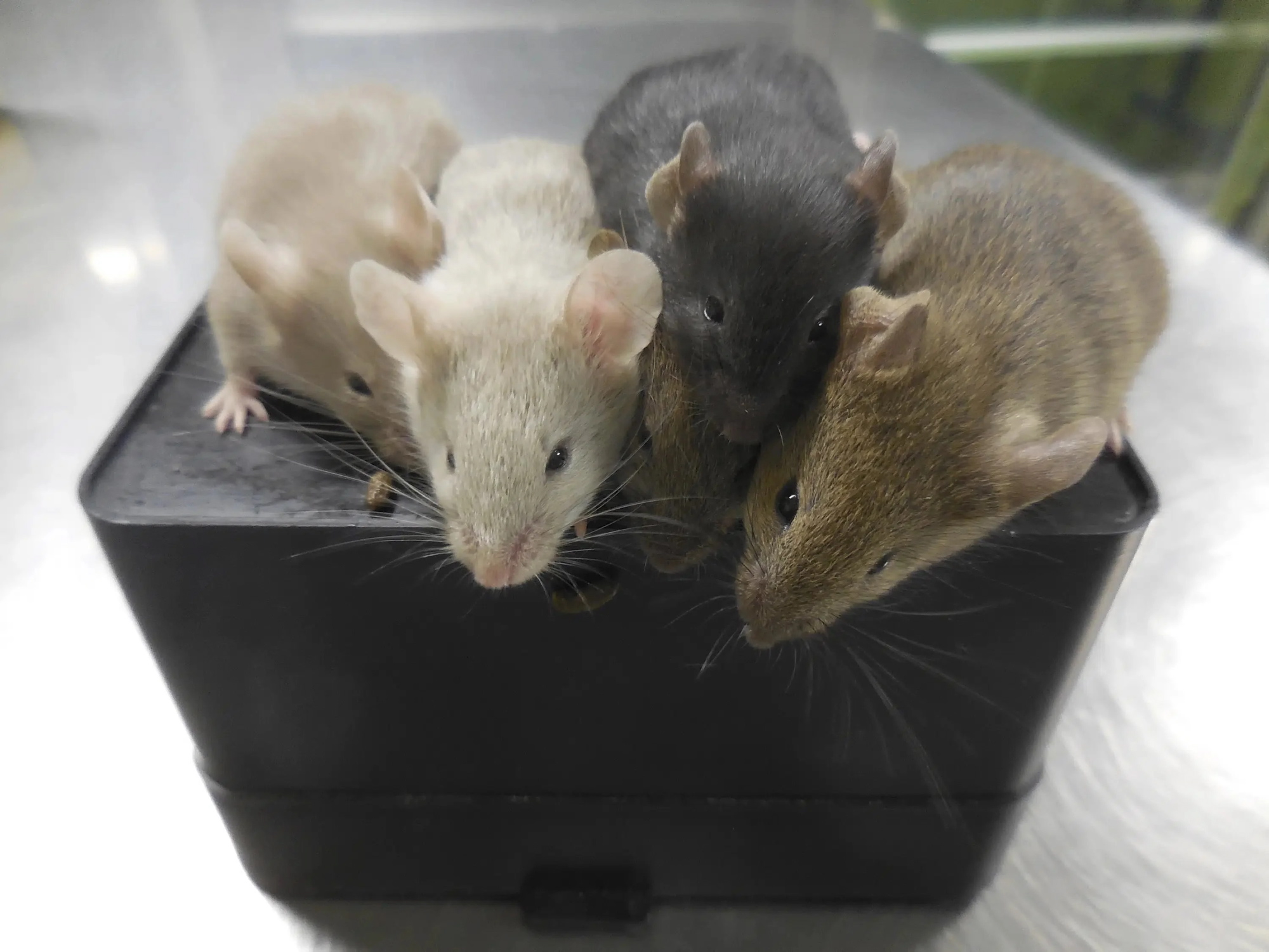 Myszy urodzone z wygenerowanych komórek macierzystych plemników i komórek jajowych, Osaka, Japonia, wrzesień 2021 r.
