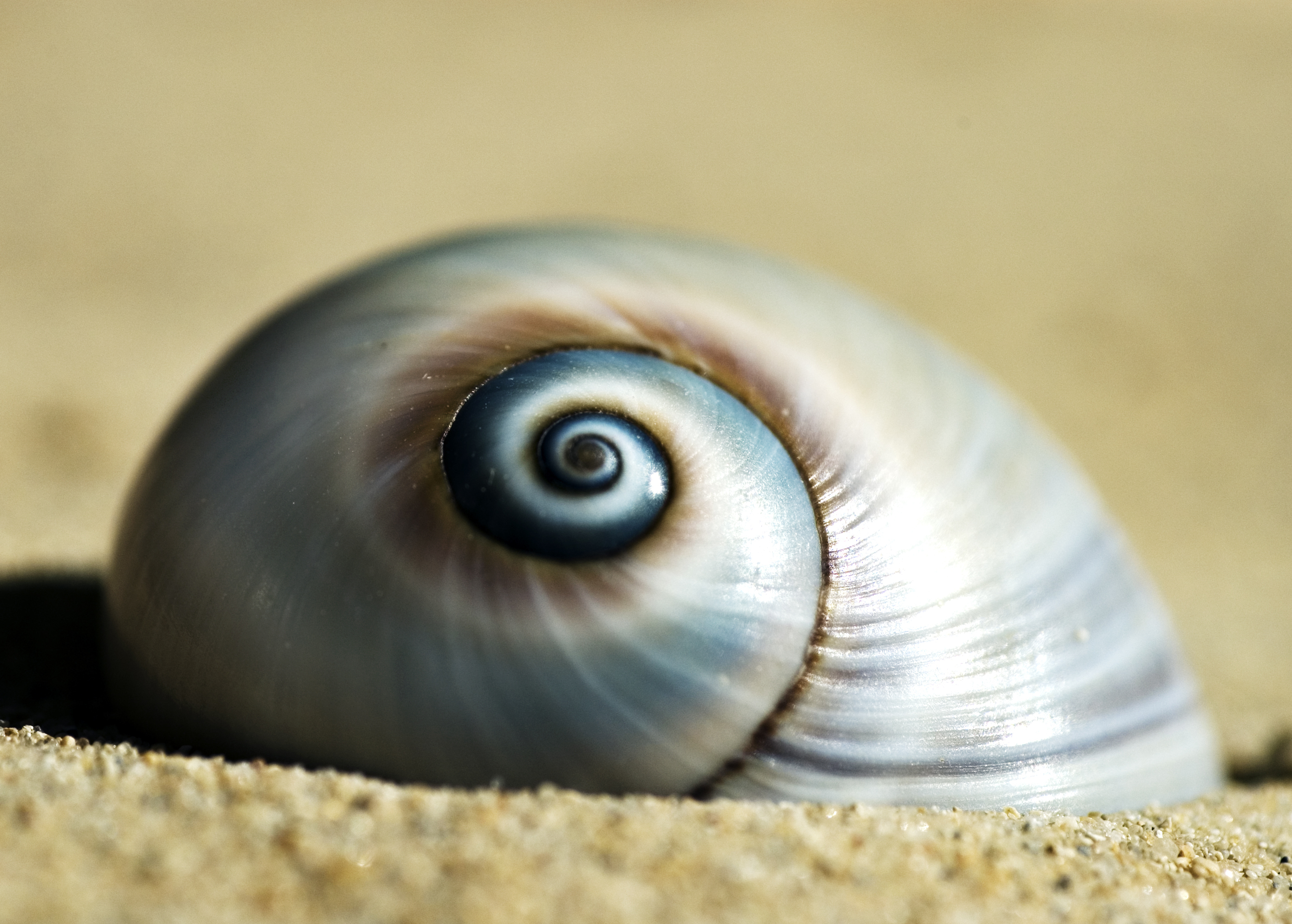 Piękna muszla ślimaka na plaży na wyspie Dżerba