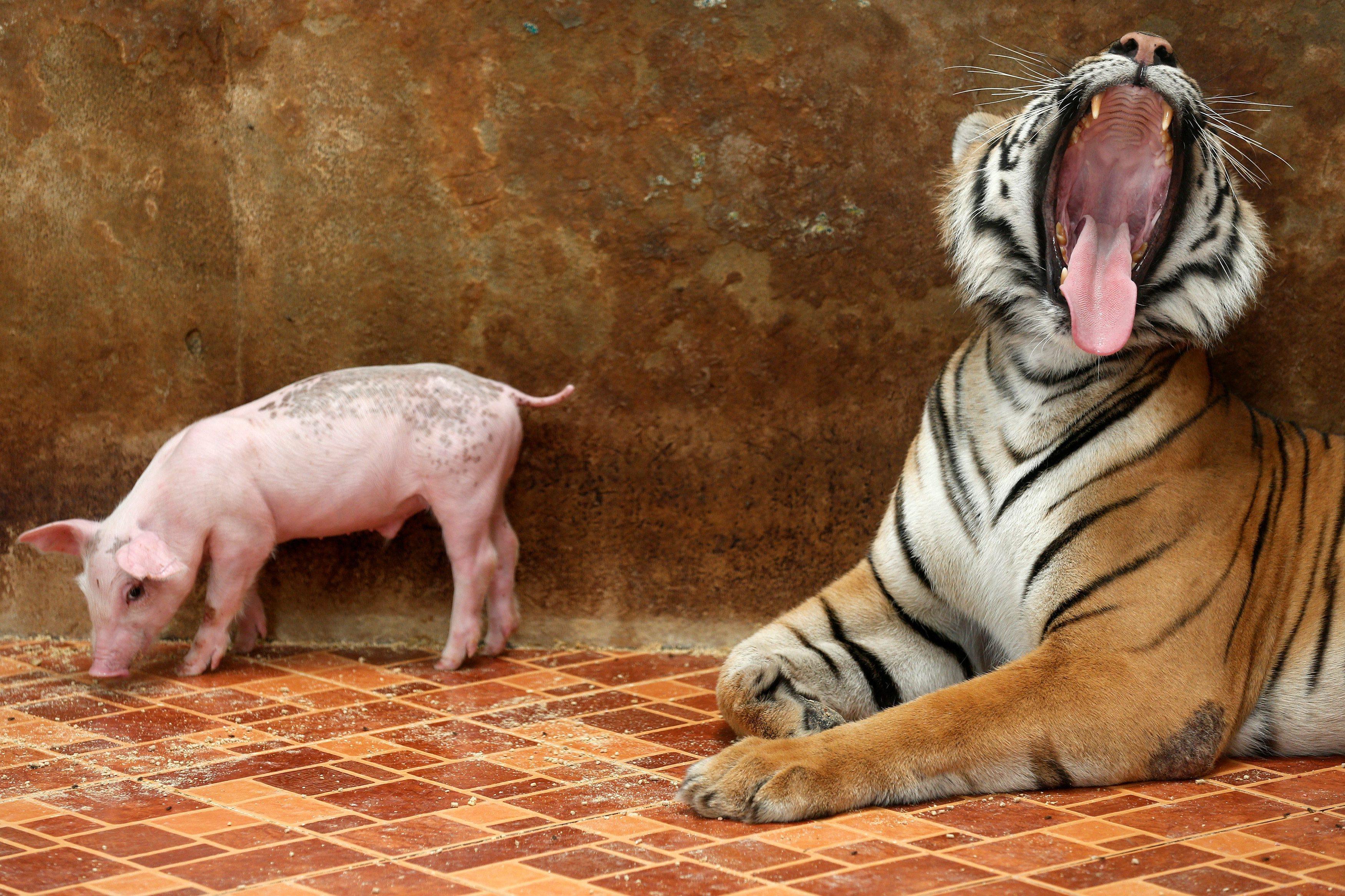 A tiger yawns next to a piglet at the Sriracha Tiger Zoo, in Chonburi province, Thailand