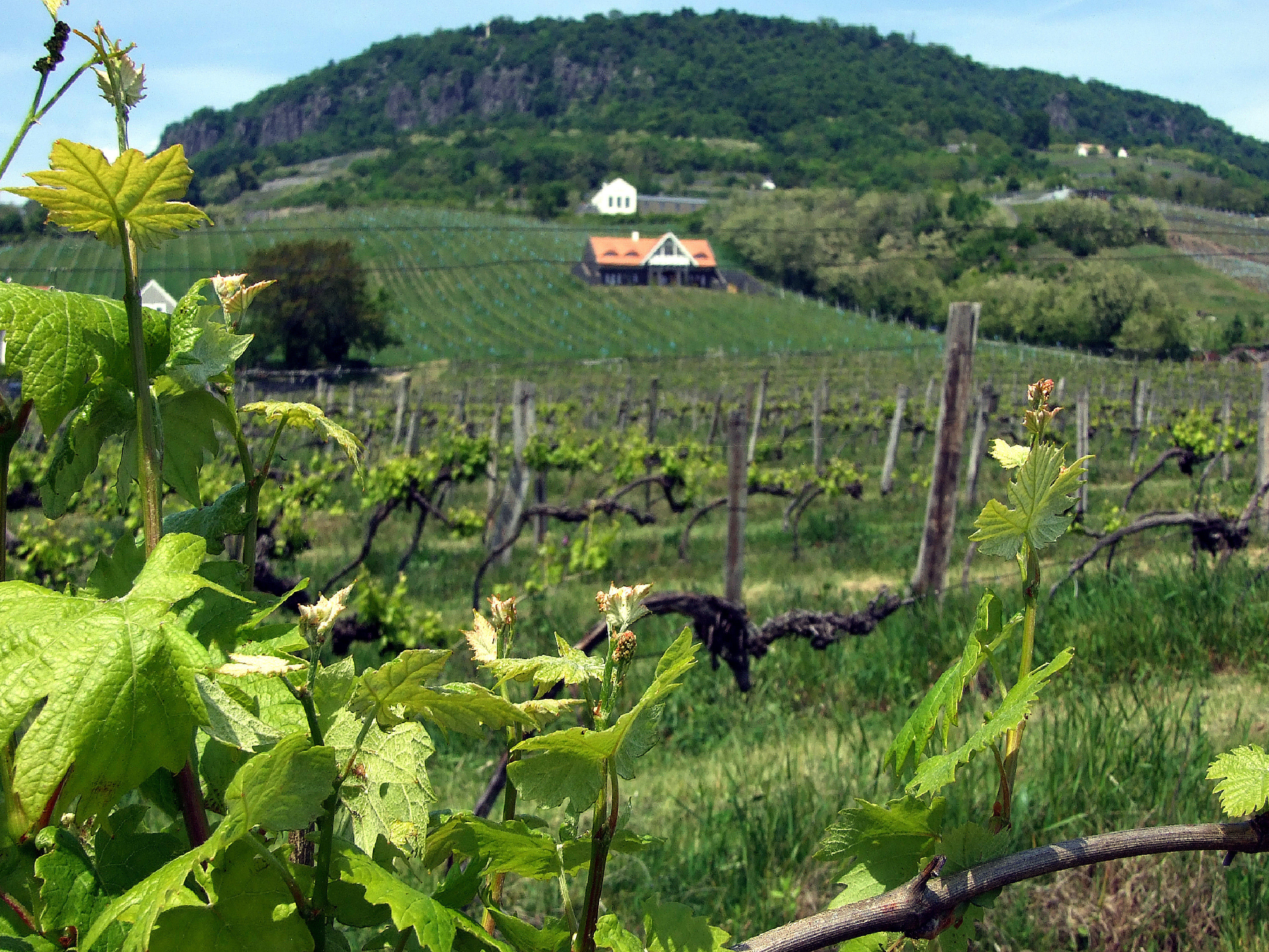 A New York Palotát is meghódították a badacsonyi borok