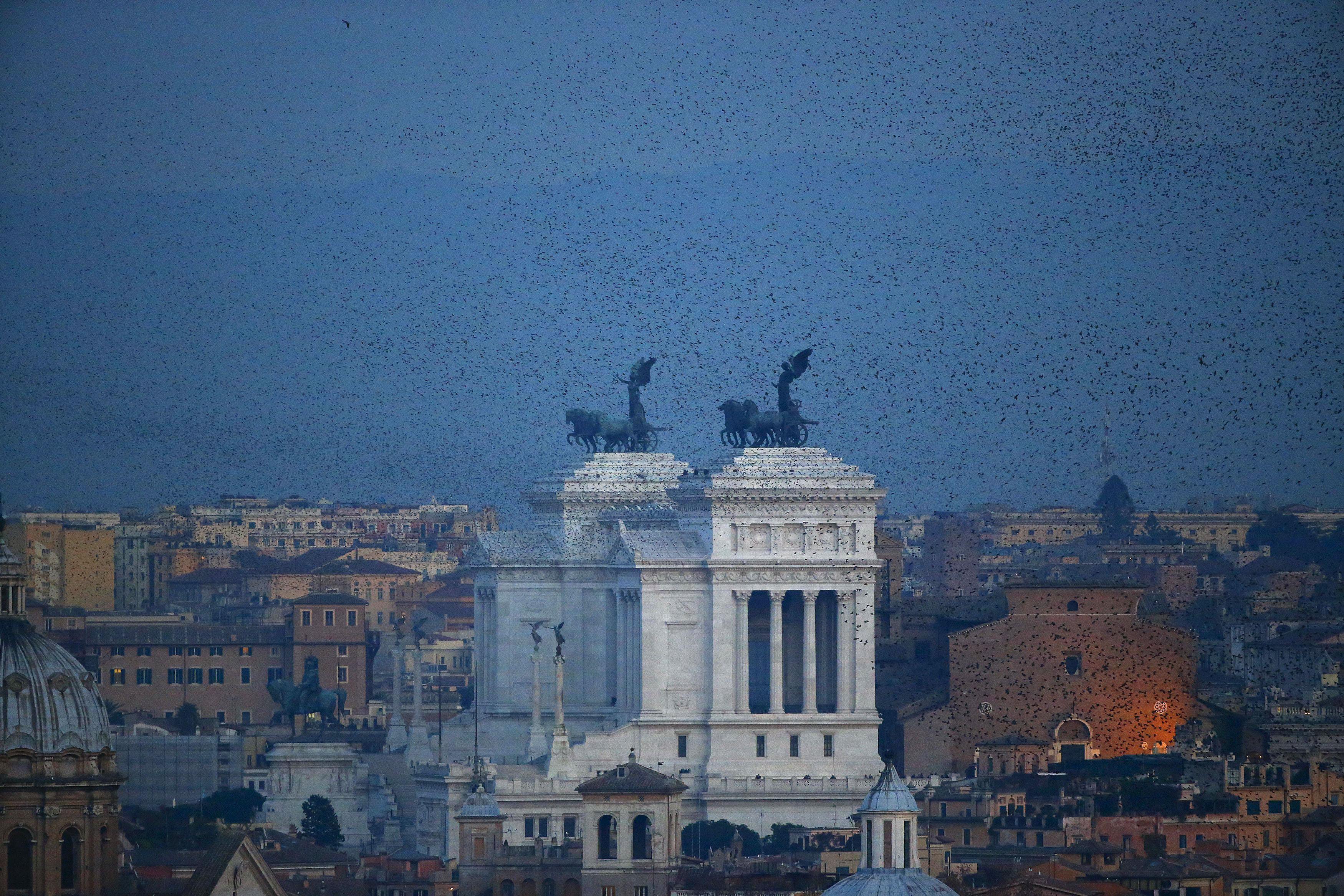 A flock of starlings flies in the dusk sky over Rome, Italy