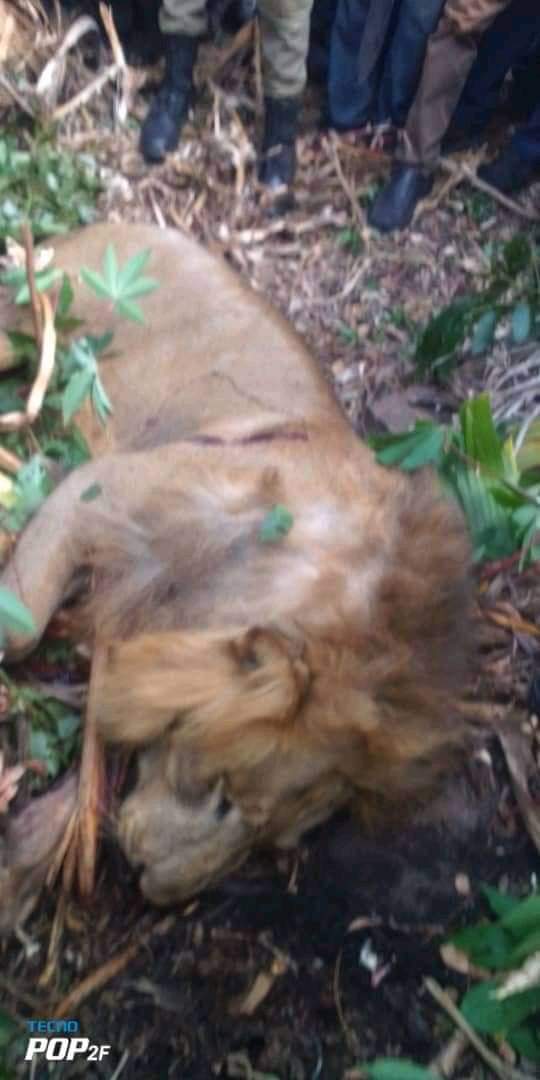 The lion that was killed and eaten