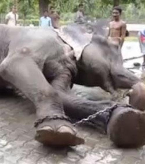 Megrázó! Sírva fakadt a kiszabadított elefánt – videó - Blikk