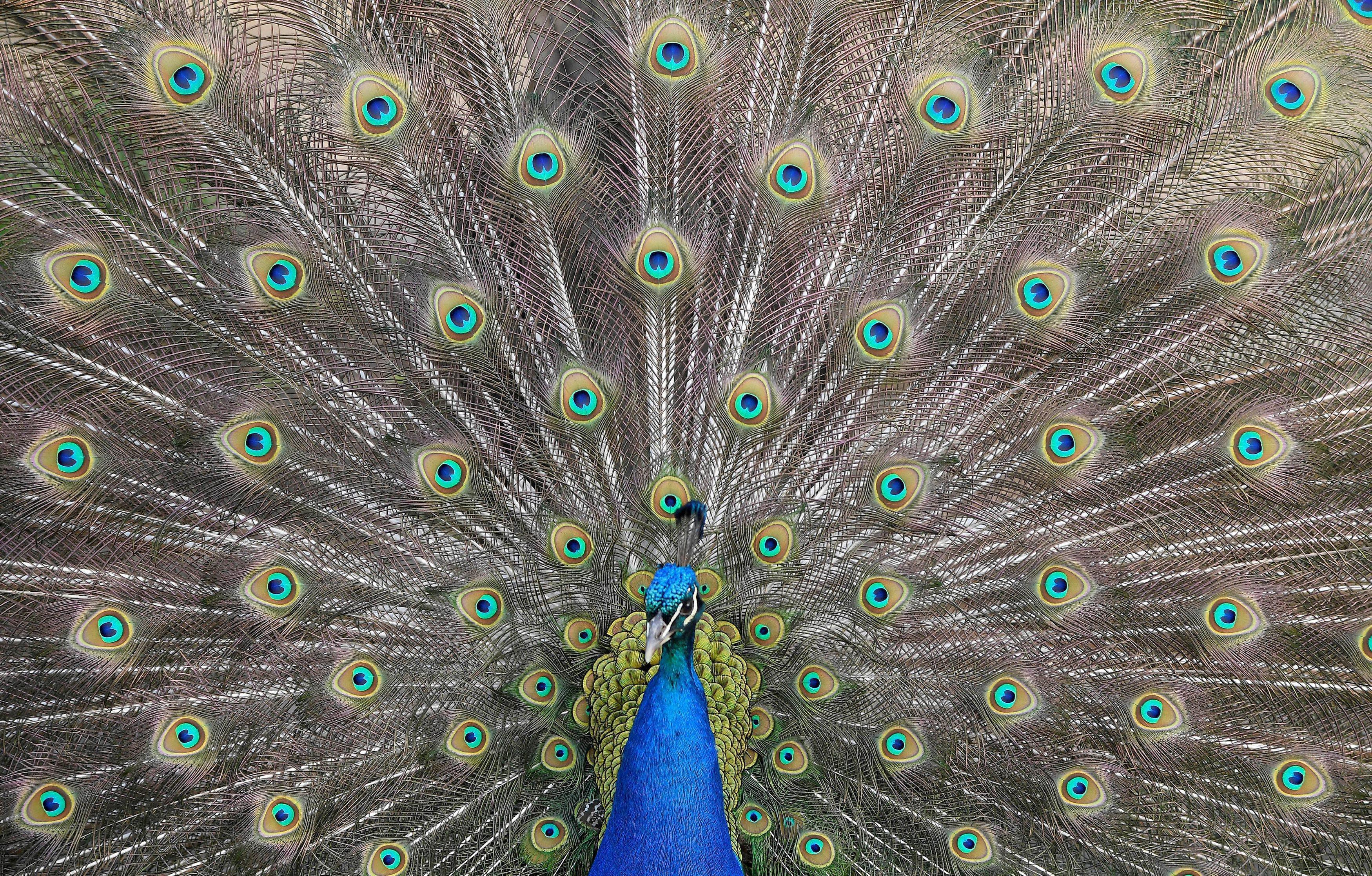 A peacock displays his plumage as part of a courtship ritual to attract a mate, at a park in London