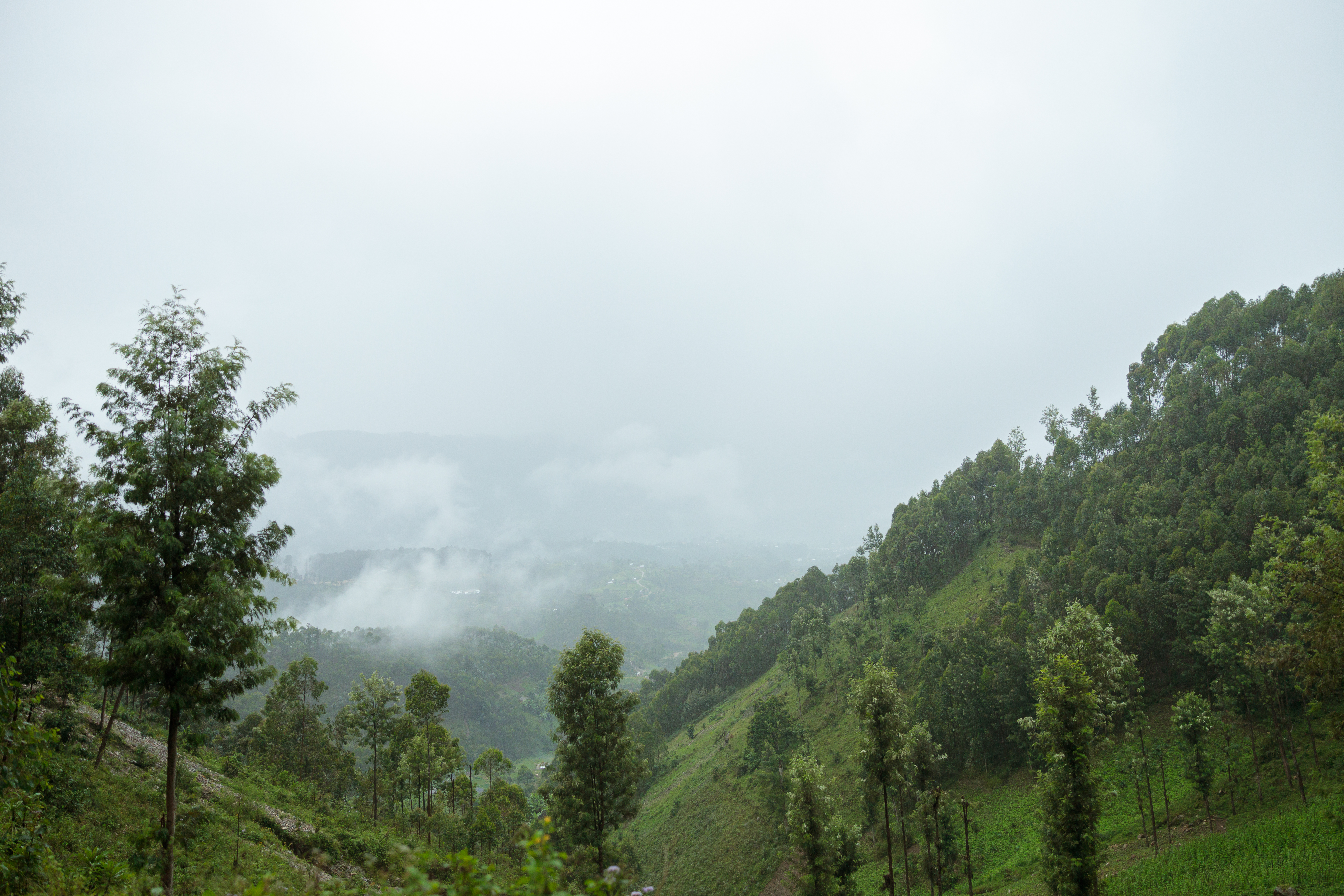 Egy hónapig rovarokat és férgeket evett: így élte túl a férfi, aki eltévedt az Amazonas esőerdejében