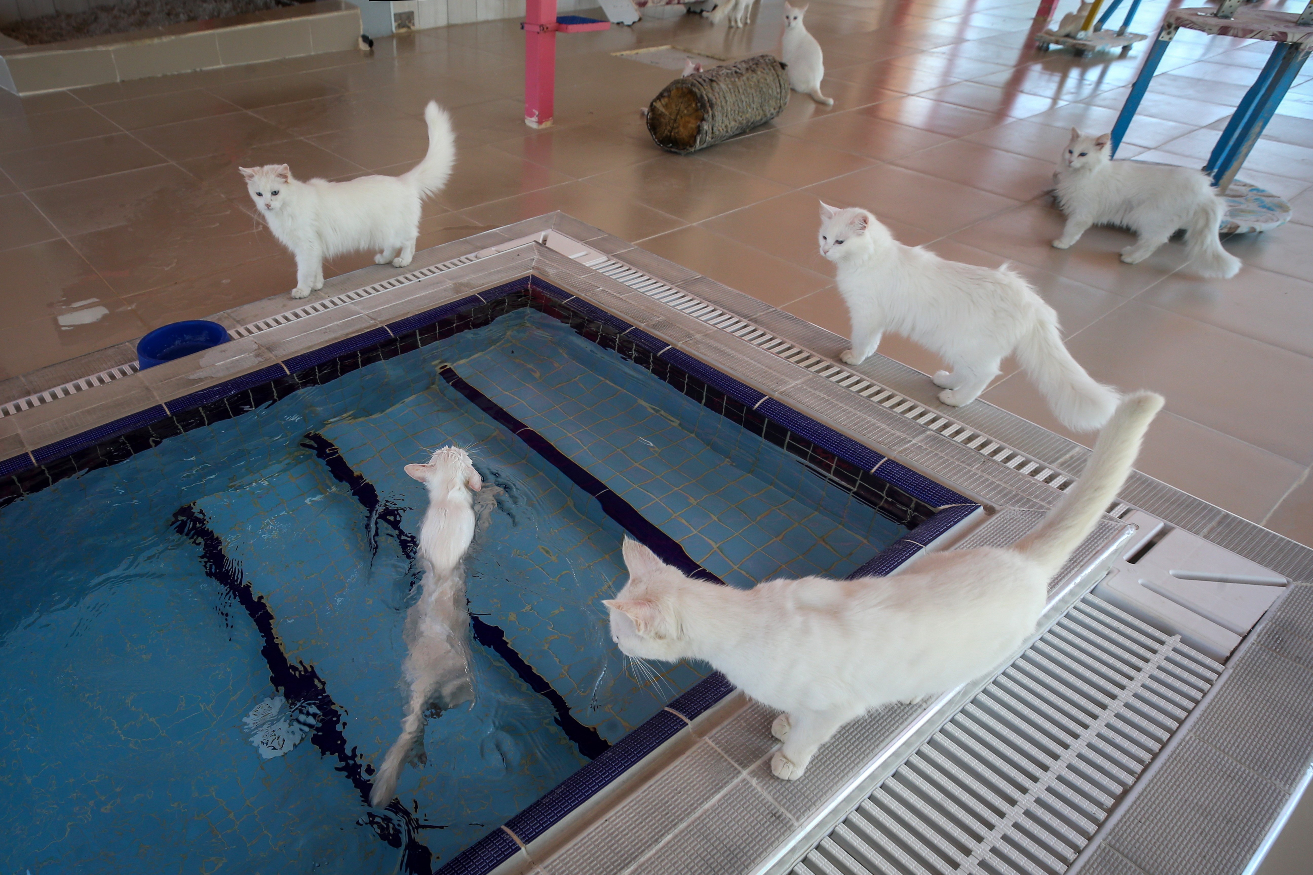 Tündéri: kifejlesztettek egy medencét, ami segít a macskáknak az úszásban –  fotók - Blikk