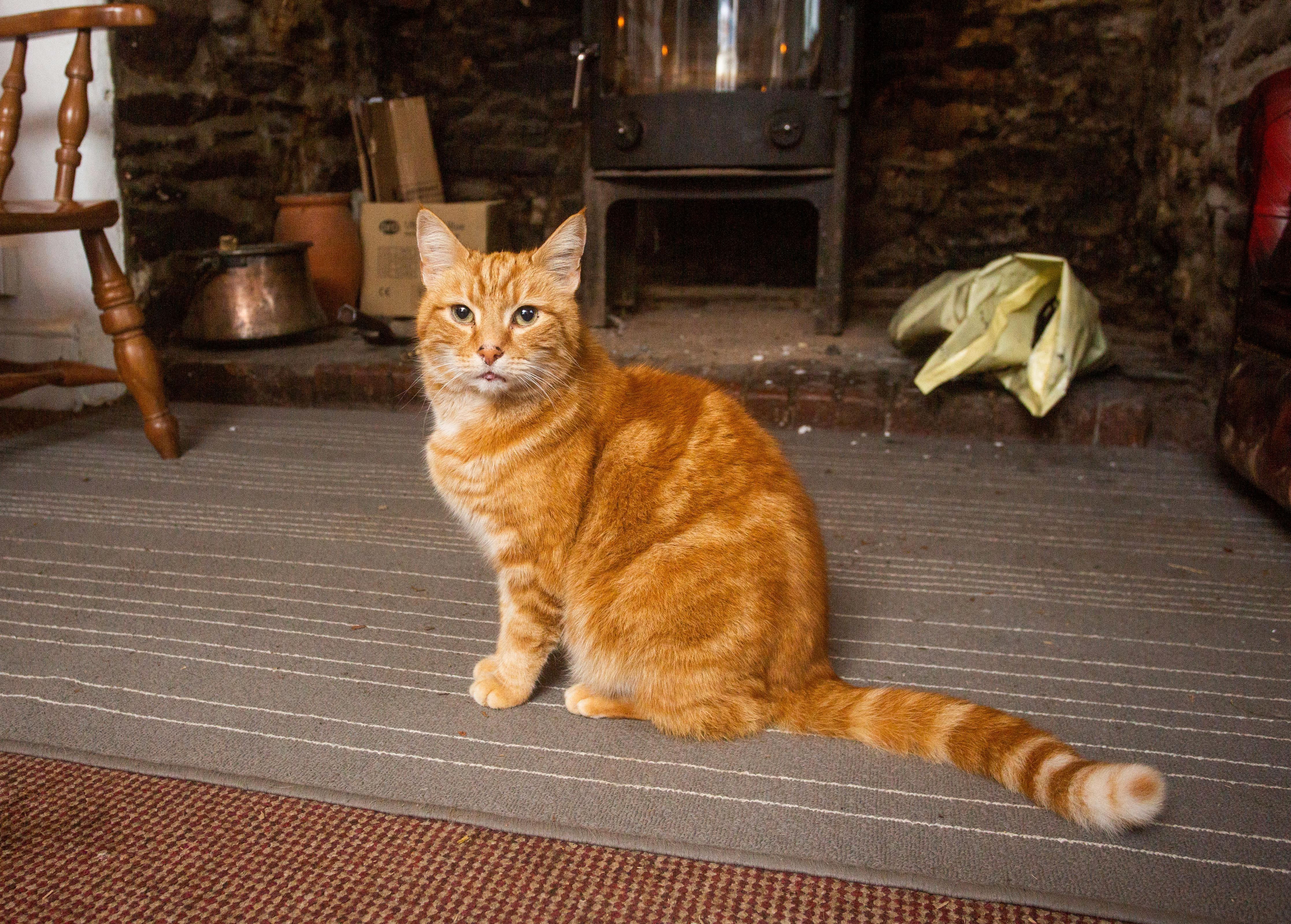 Garfield, a vörös macska 64 kilométert utazott, hogy megkeresse előző  gazdáit - Blikk