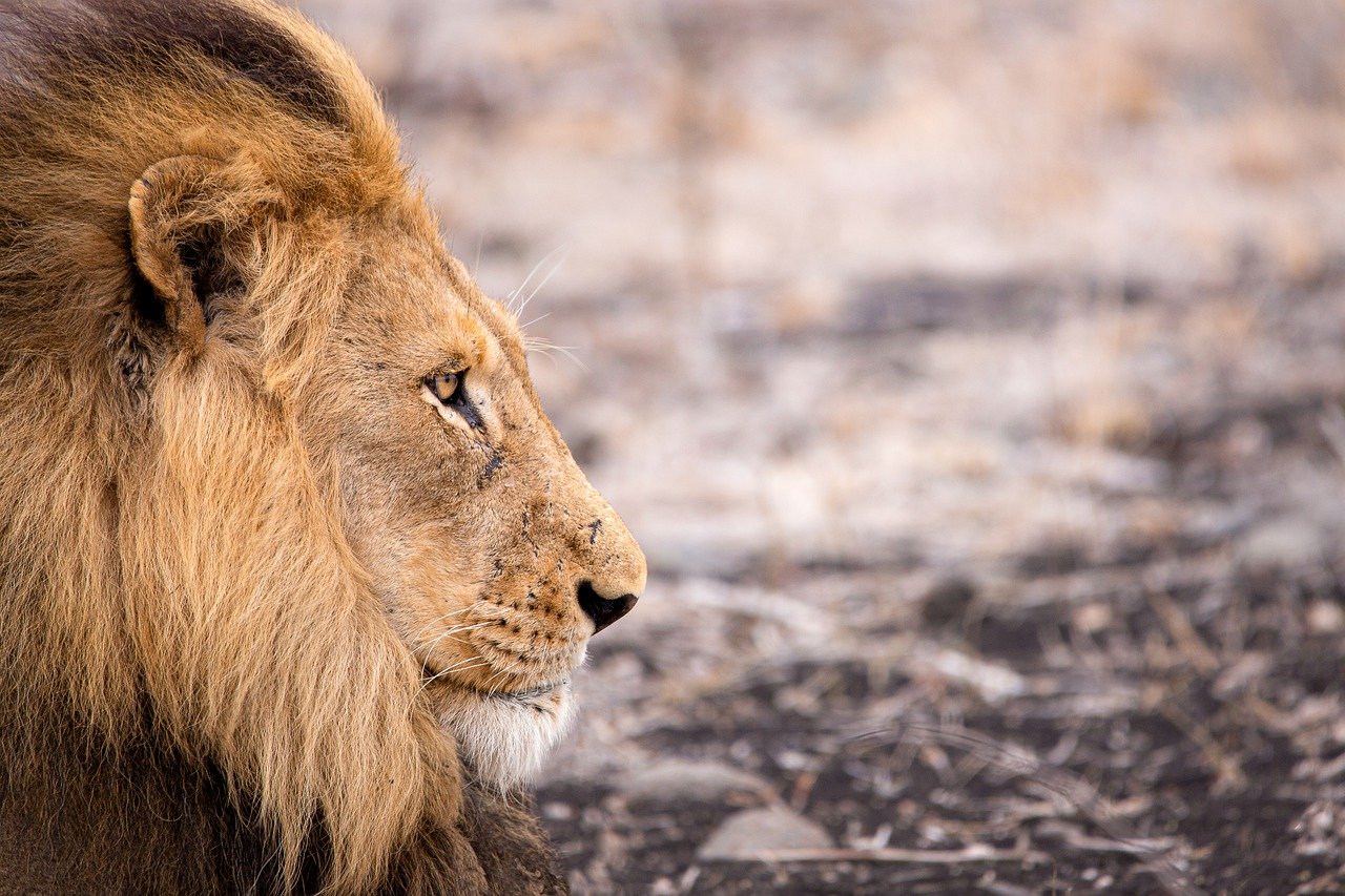 Mi az oroszlán látványa - Tízezer éves mumifikálódott oroszlánkölyköket találtak