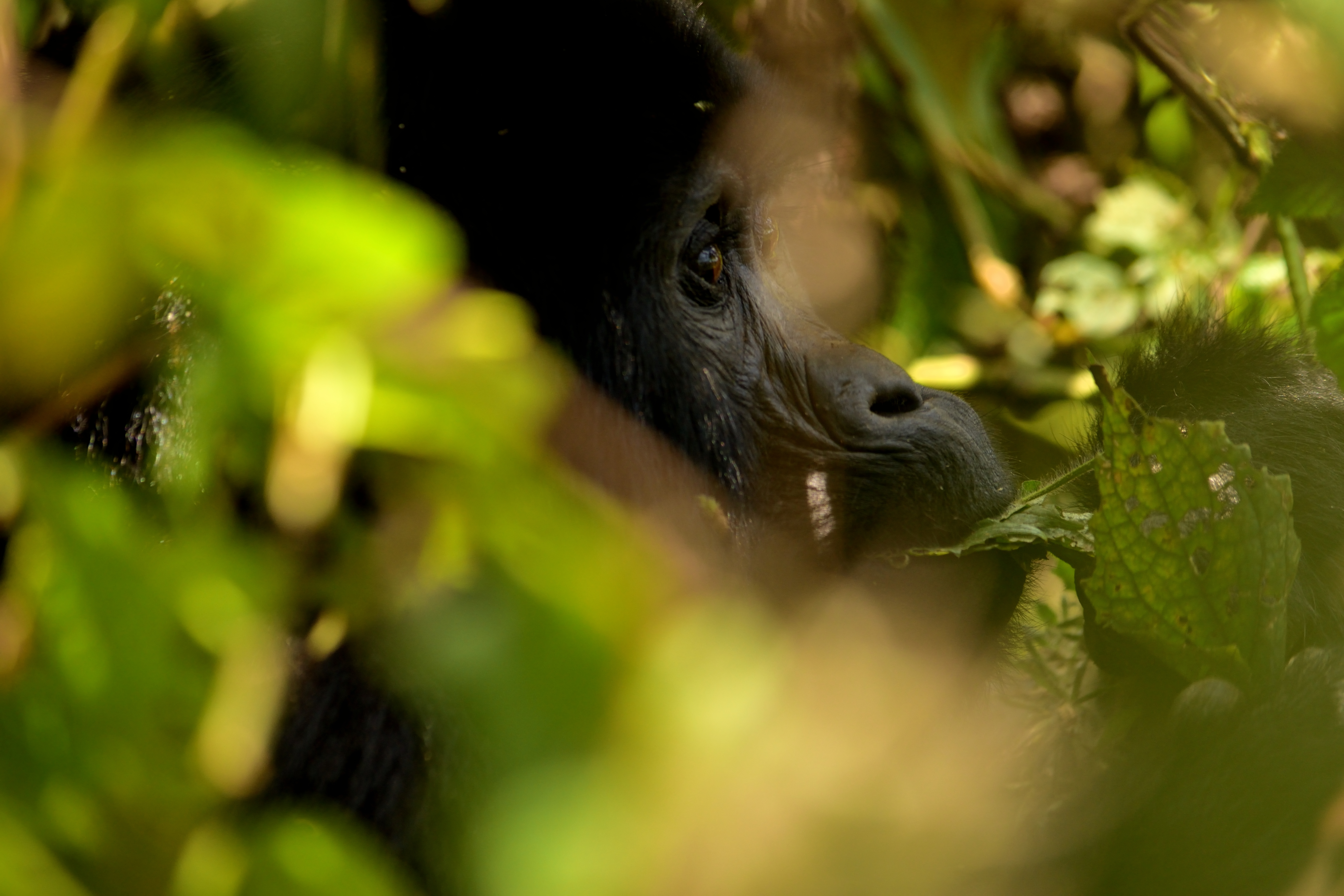 Világszenzáció: őssejtterápiás kezeléssel gyógyították meg a budapesti állatkert idős gorilláját