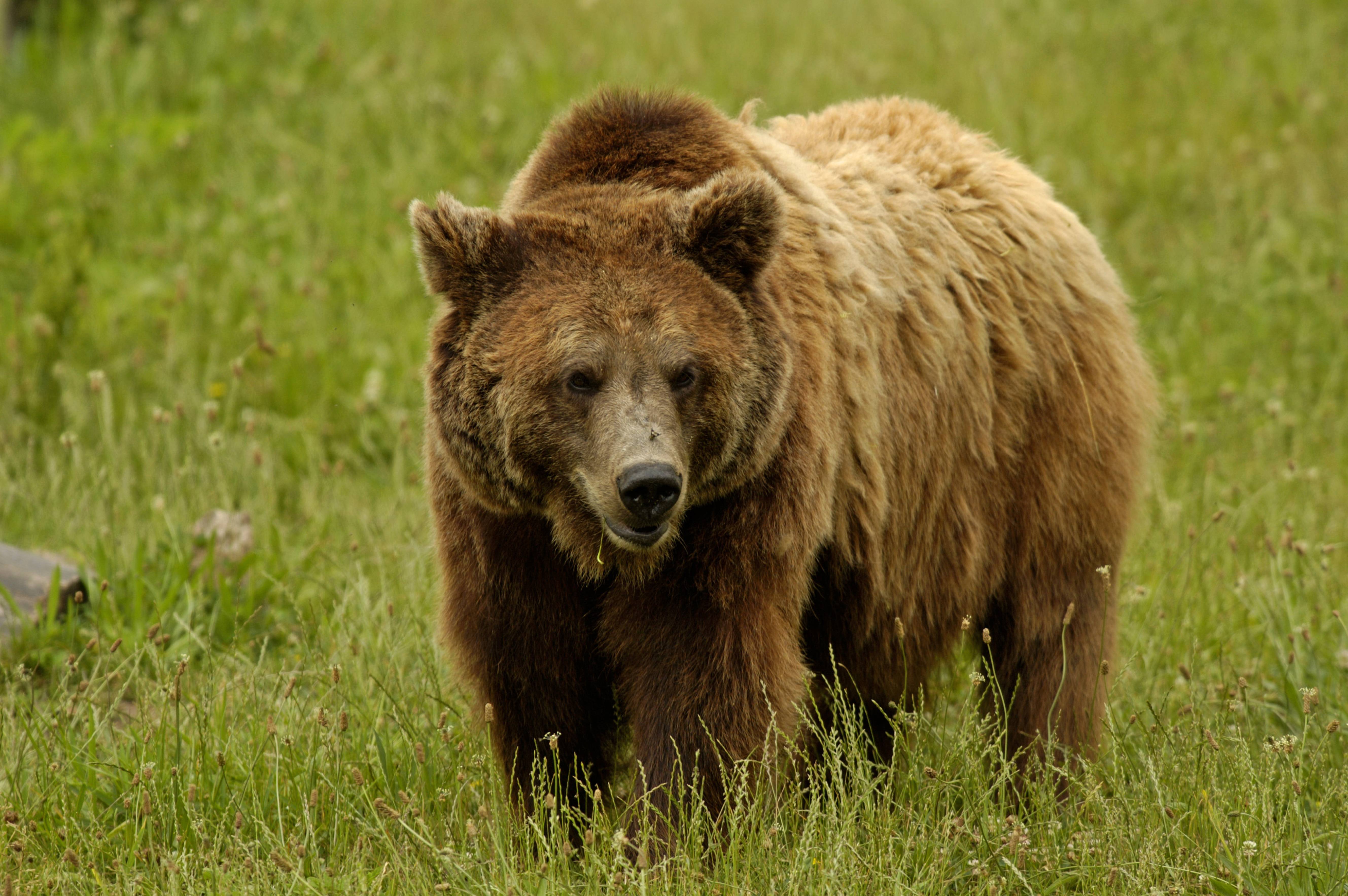 Medve lábnyomokat talált a tútázó az északi határnál az erdőben