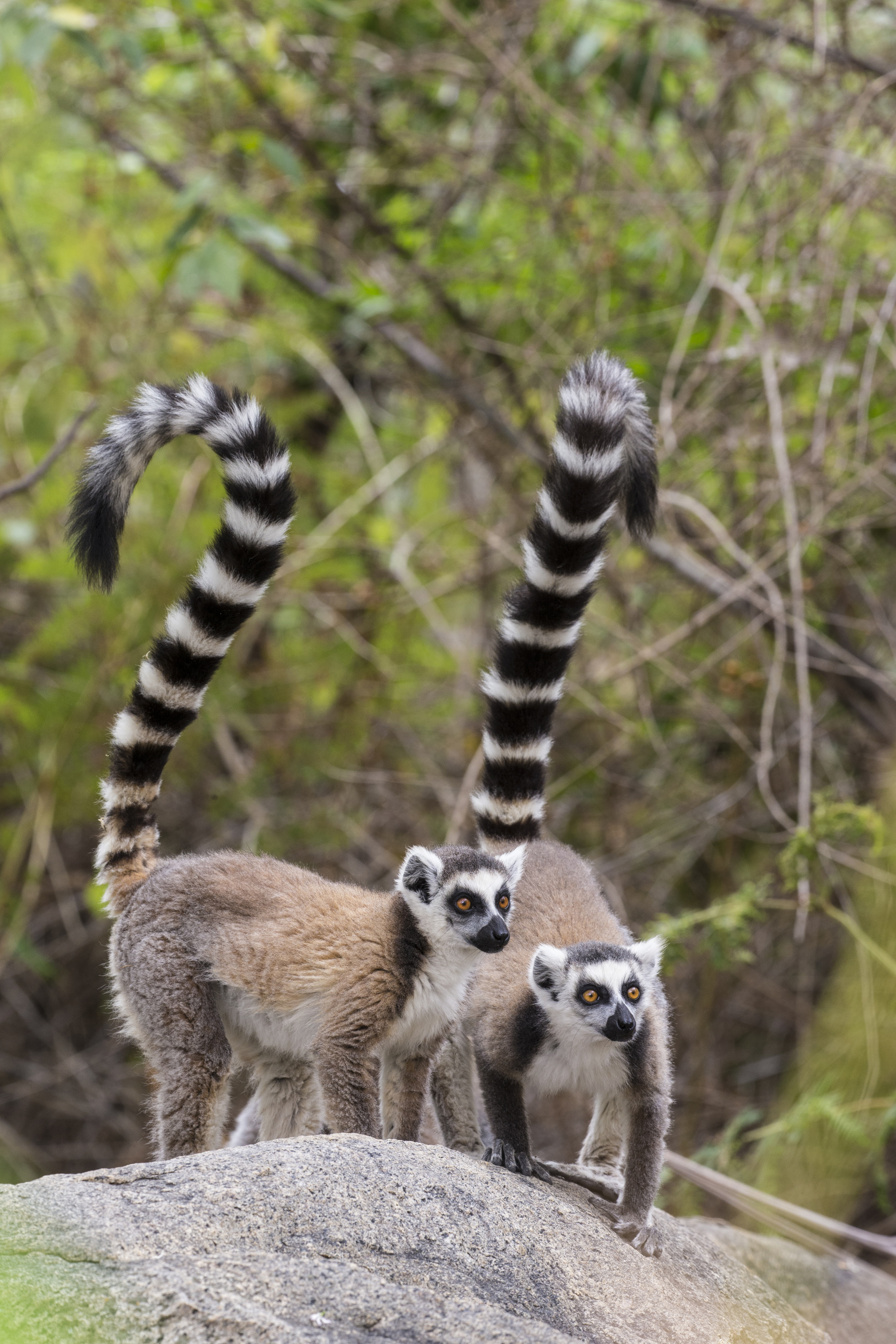 Lemury pierścieniowe. 