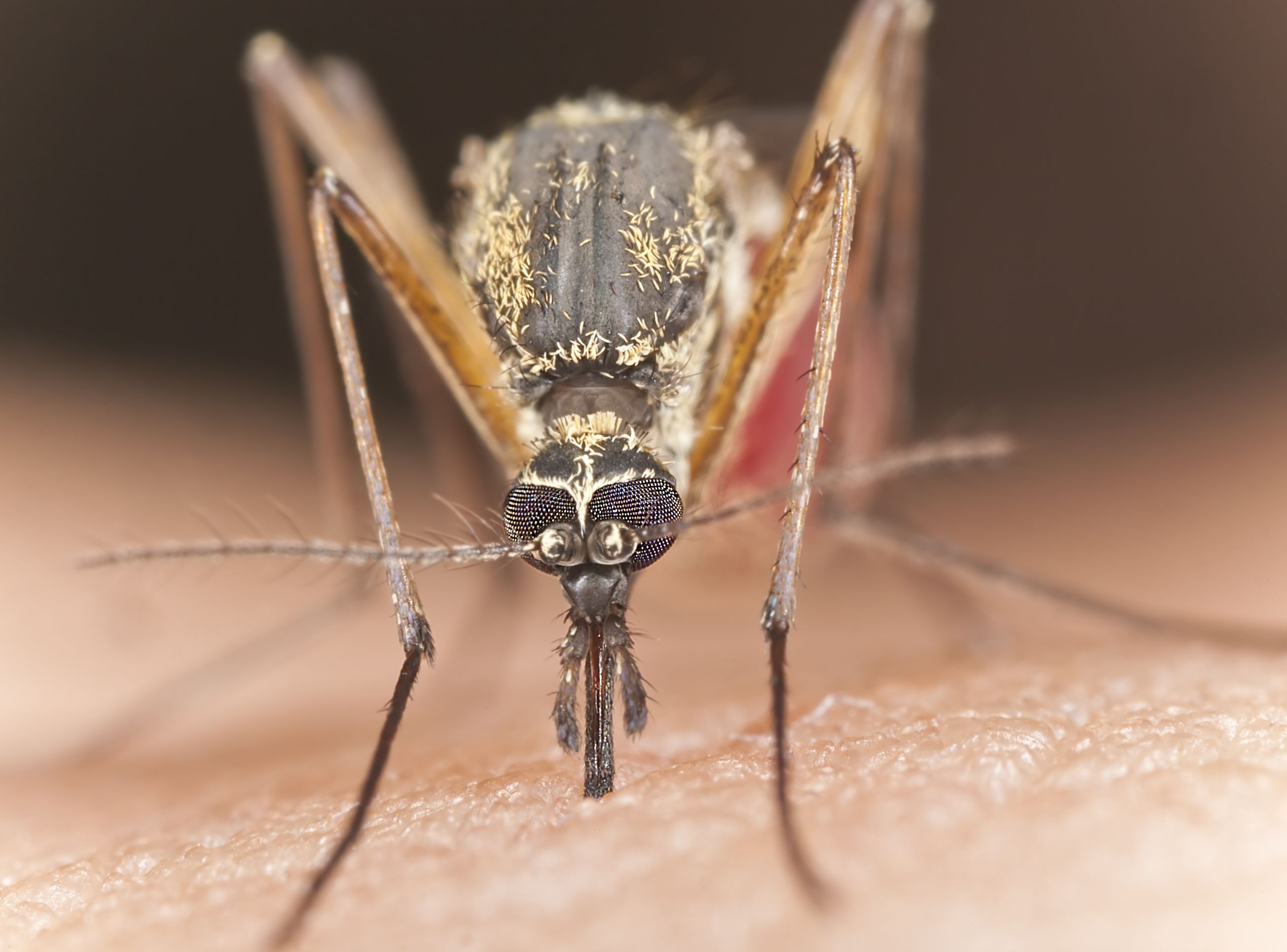 Infekcja larwami Dirofilaria repens (przenoszone przez komary) ma bardzo nieprzyjemny przebieg. Otóż pod skórą (także oka) zagnieżdżają się nicienie i następnie zaczynają wędrować, drążąc pod skórą tunele. Towarzyszy temu obrzęk i rumień. Pasożyta usuwa się chirurgicznie. Zakażenie larwami w skrajnych przypadkach może prowadzić do zapalenia opon mózgowych