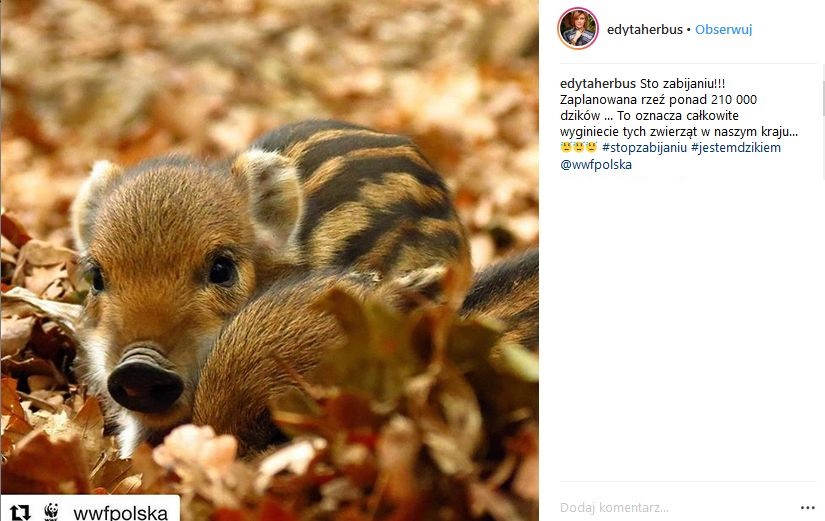 Edyta Herbuś: Sto zabijaniu!!! Zaplanowana rzeź ponad 210 000 dzików ... To oznacza całkowite wyginiecie tych zwierząt w naszym kraju...