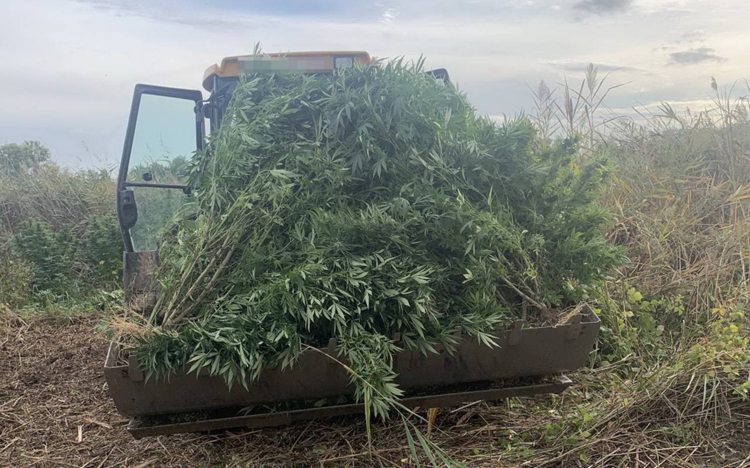Akkora kannabisz-ültetvényre bukkantak a zsaruk Csépán, hogy markolóval  kellett kigyomlálni a növényeket - videó - Blikk