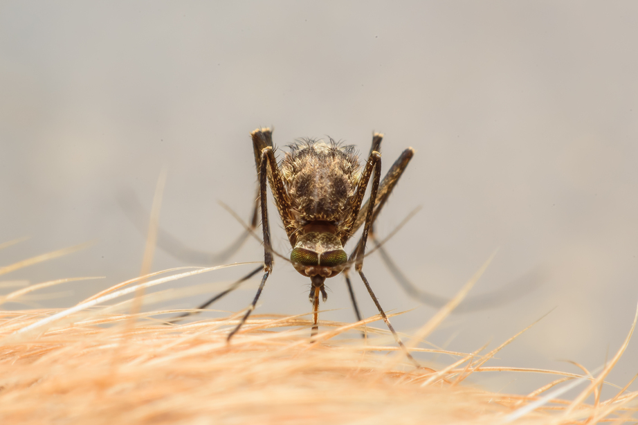 szúnyogcsípés paraziták keserű lehelet okai és kezelése