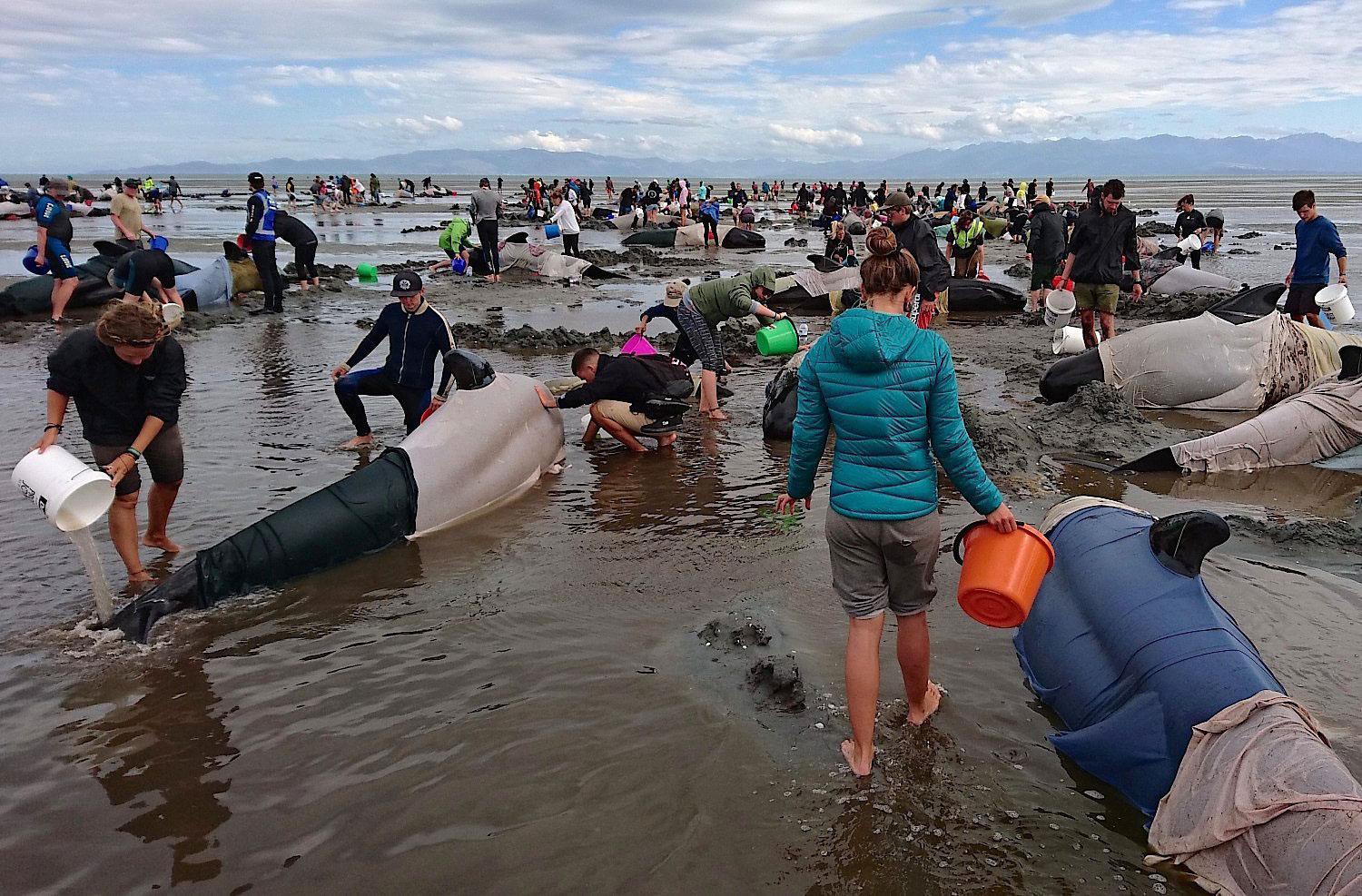 Volunteers try to keep alive some of the hundreds of stranded pilot whales after one of the country'