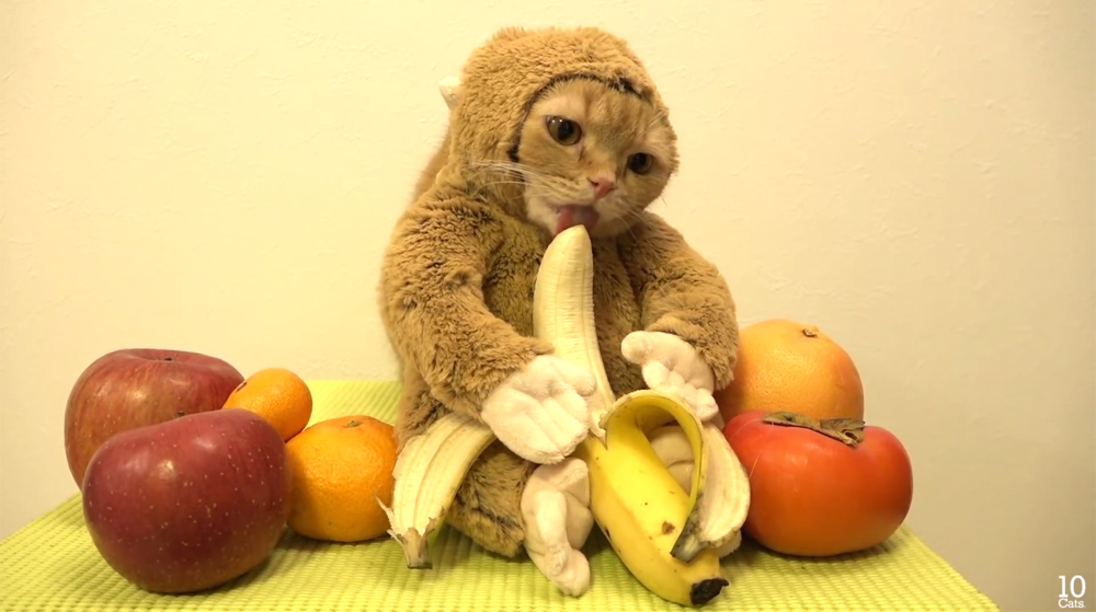 Vajon élvezi ez a macska, hogy banánt kell ennie majom jelmezben? - Blikk