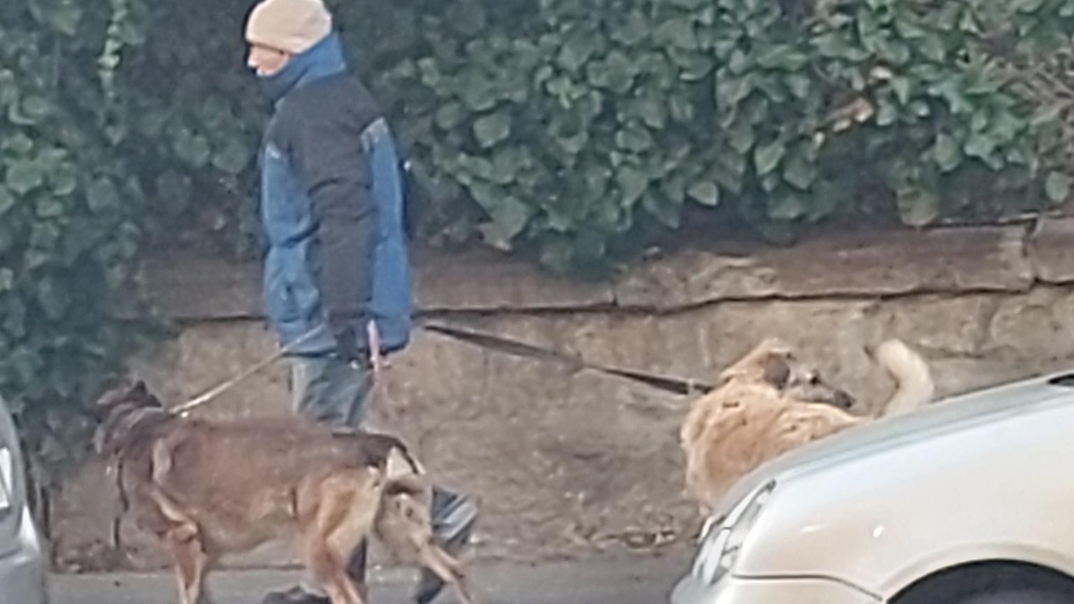 Francia vezényszavakkal uszítja kutyáit a fővárosi rém, ezúttal idős asszonyt harapdáltak szét - "Nagyon megviselte, halálfélelme volt"