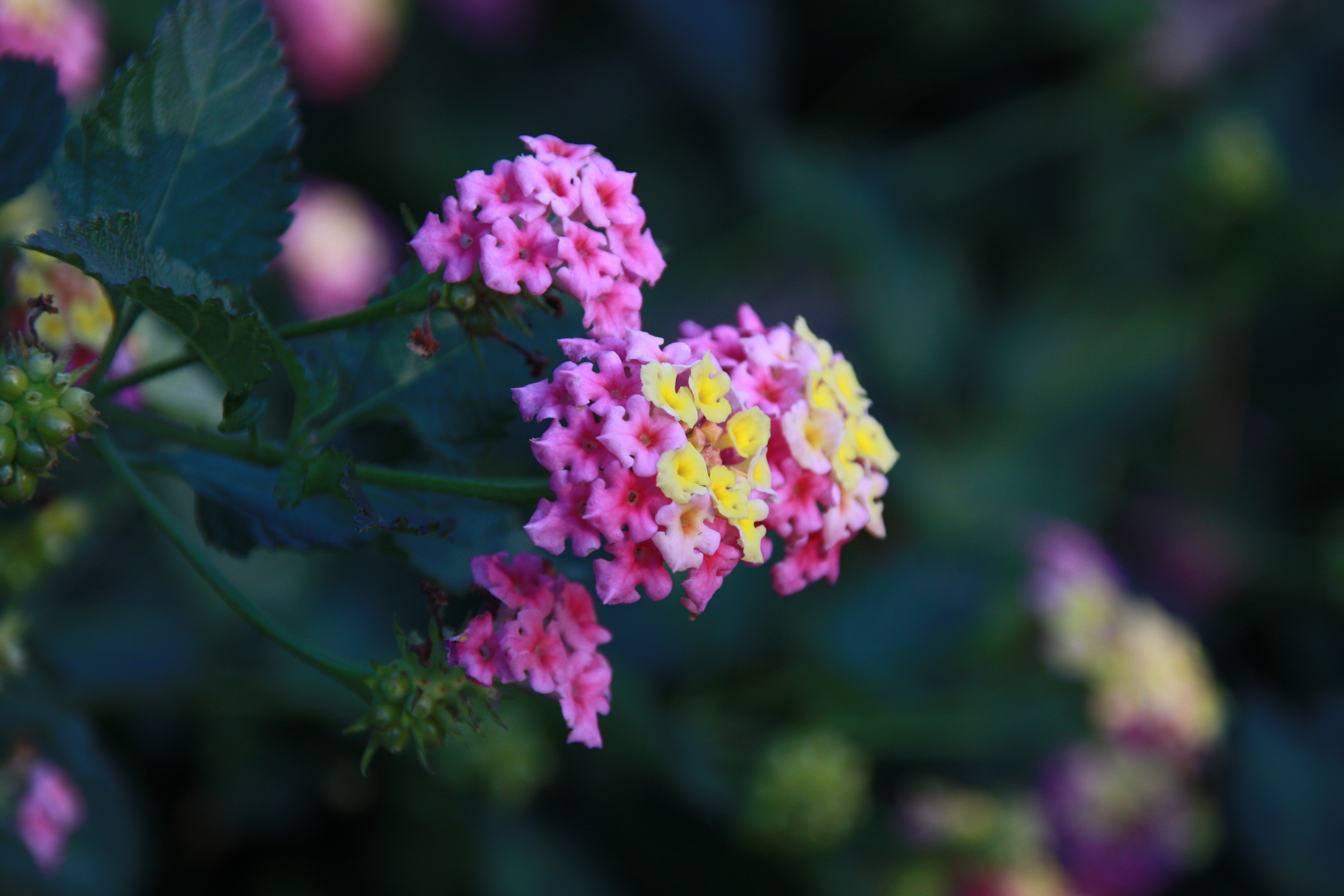 Jeden z kwitnących okazów z ogrodu botanicznego Yeomiji