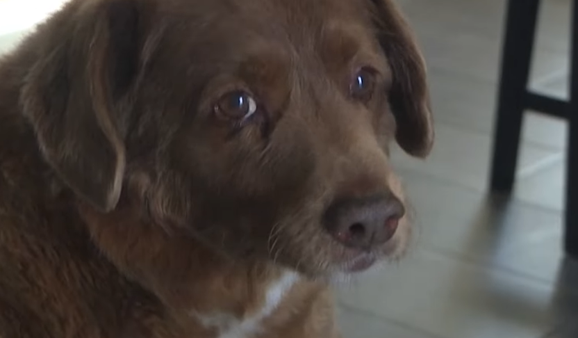 Megfosztották a címétől, már nem Bobi a világ legidősebb kutyája