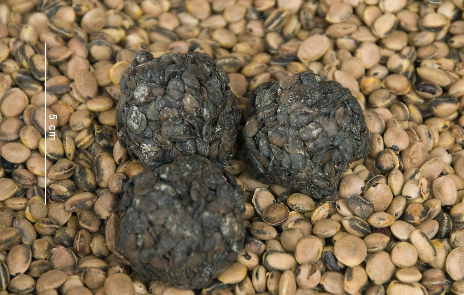 DIY Recipes: How to make Dawadawa
