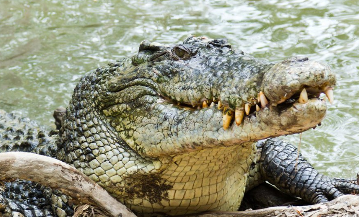 Két nap után egy krokodilból került elő egy ausztrál horgász – fotó