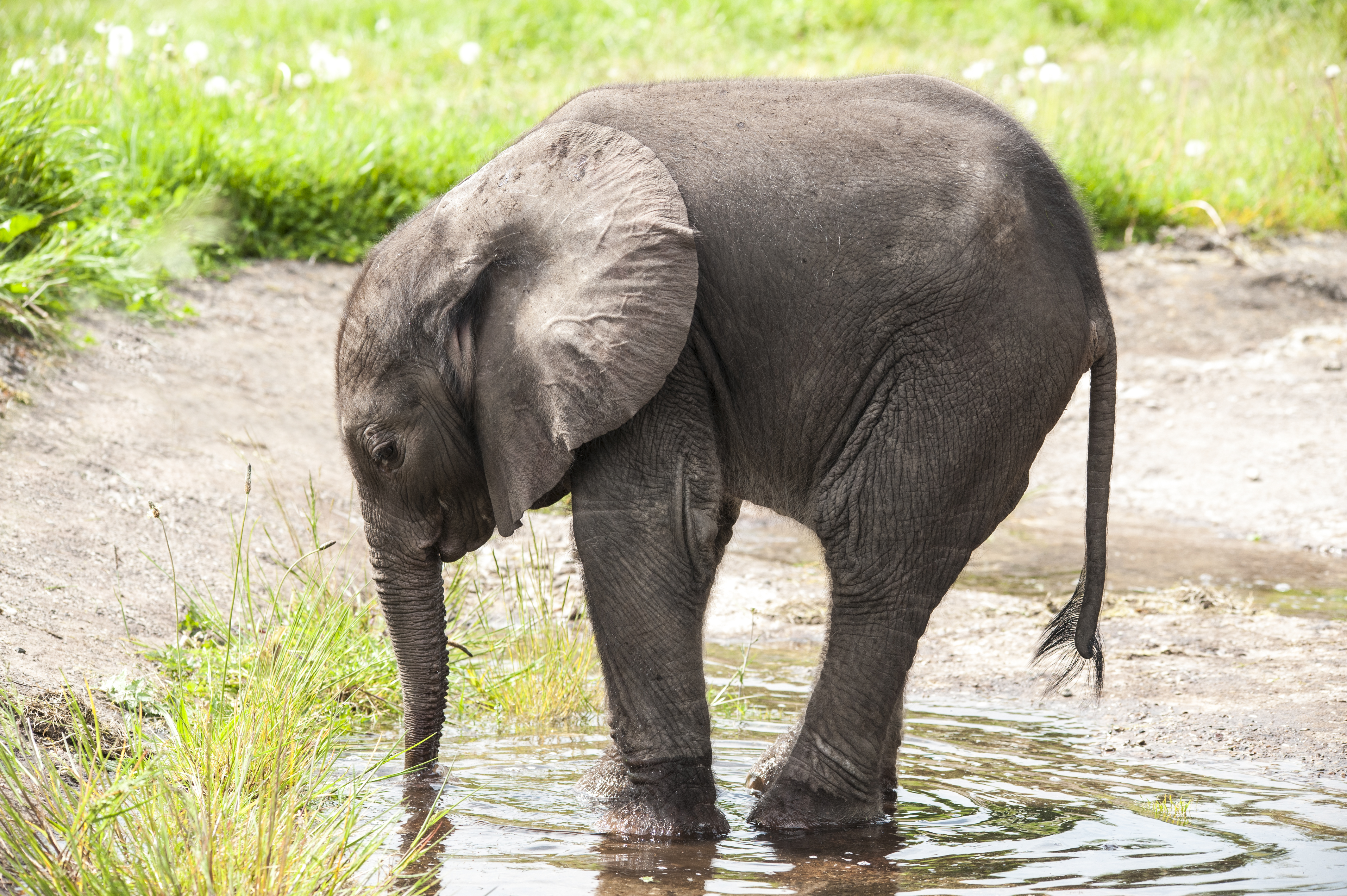 Napi cuki: kiselefántok és kisoroszlánok is születtek nemrégiben a lipcsei állatkertben – videó
