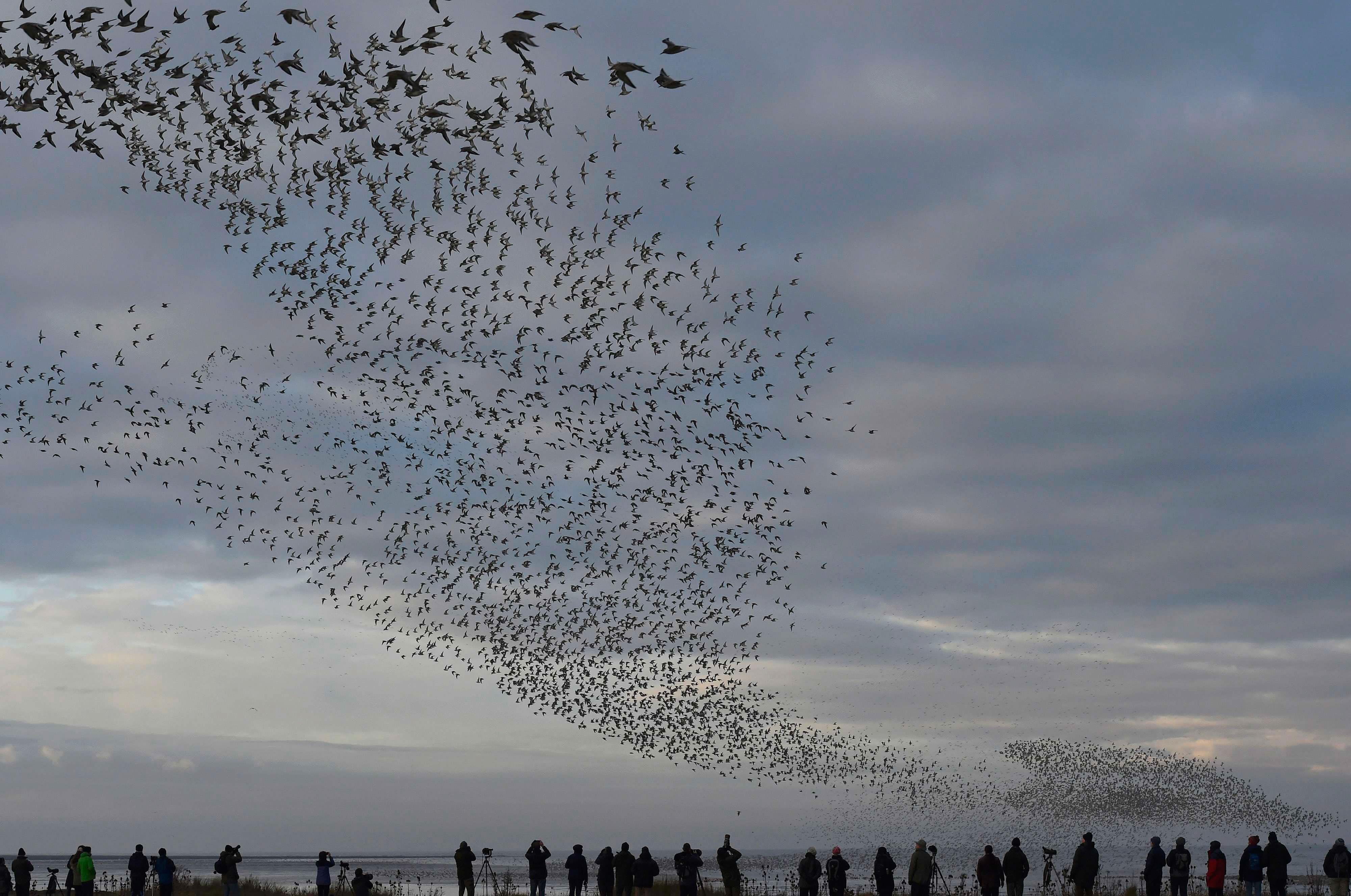 Birdwatchers observe as murmurations of wading birds fly along the coastline of The Wash near Snetti