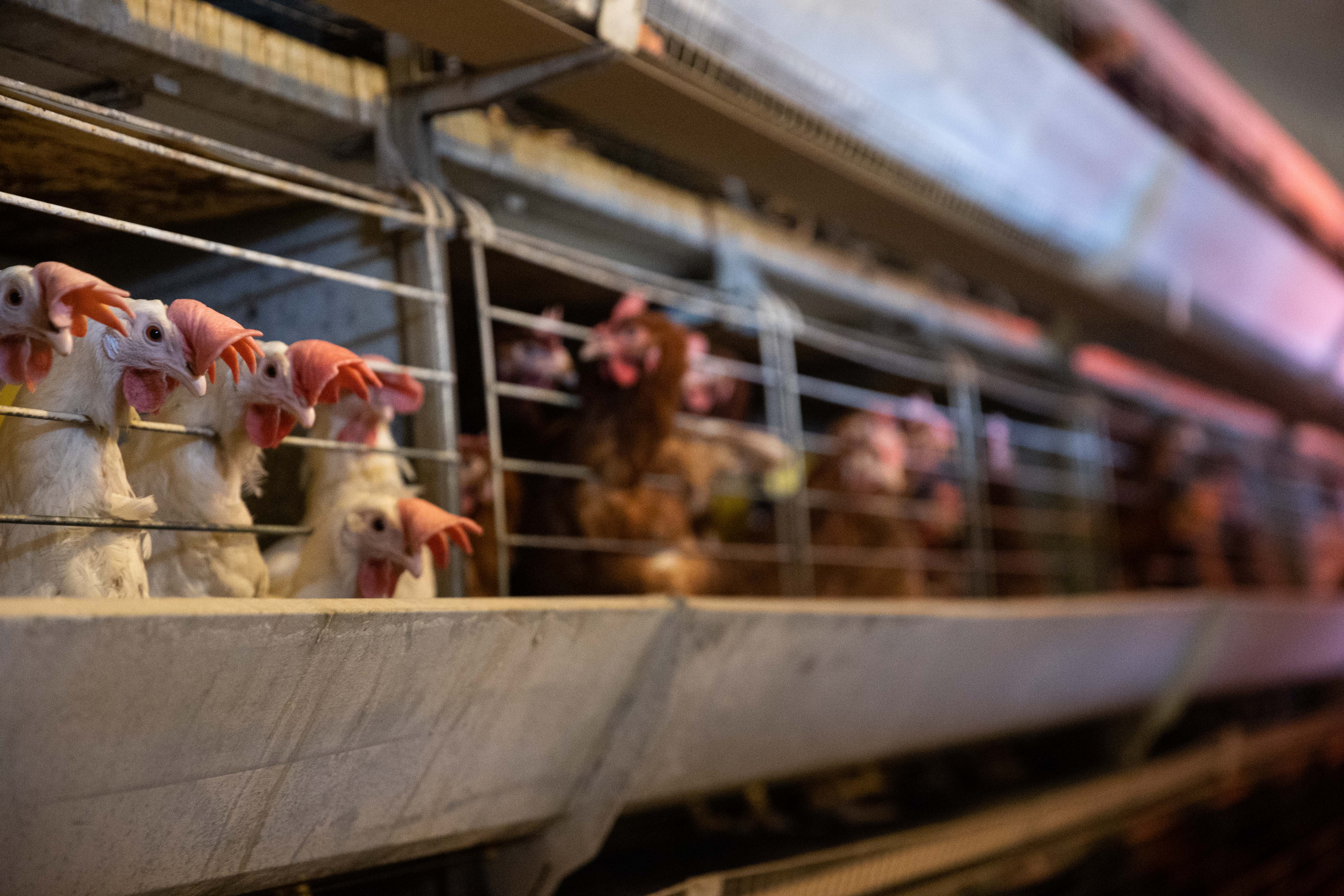 Zseblámpával rendezett vendettát szomszédja tyúkóljában – 1100 áldozatért fél év felfüggesztett börtönt kapott