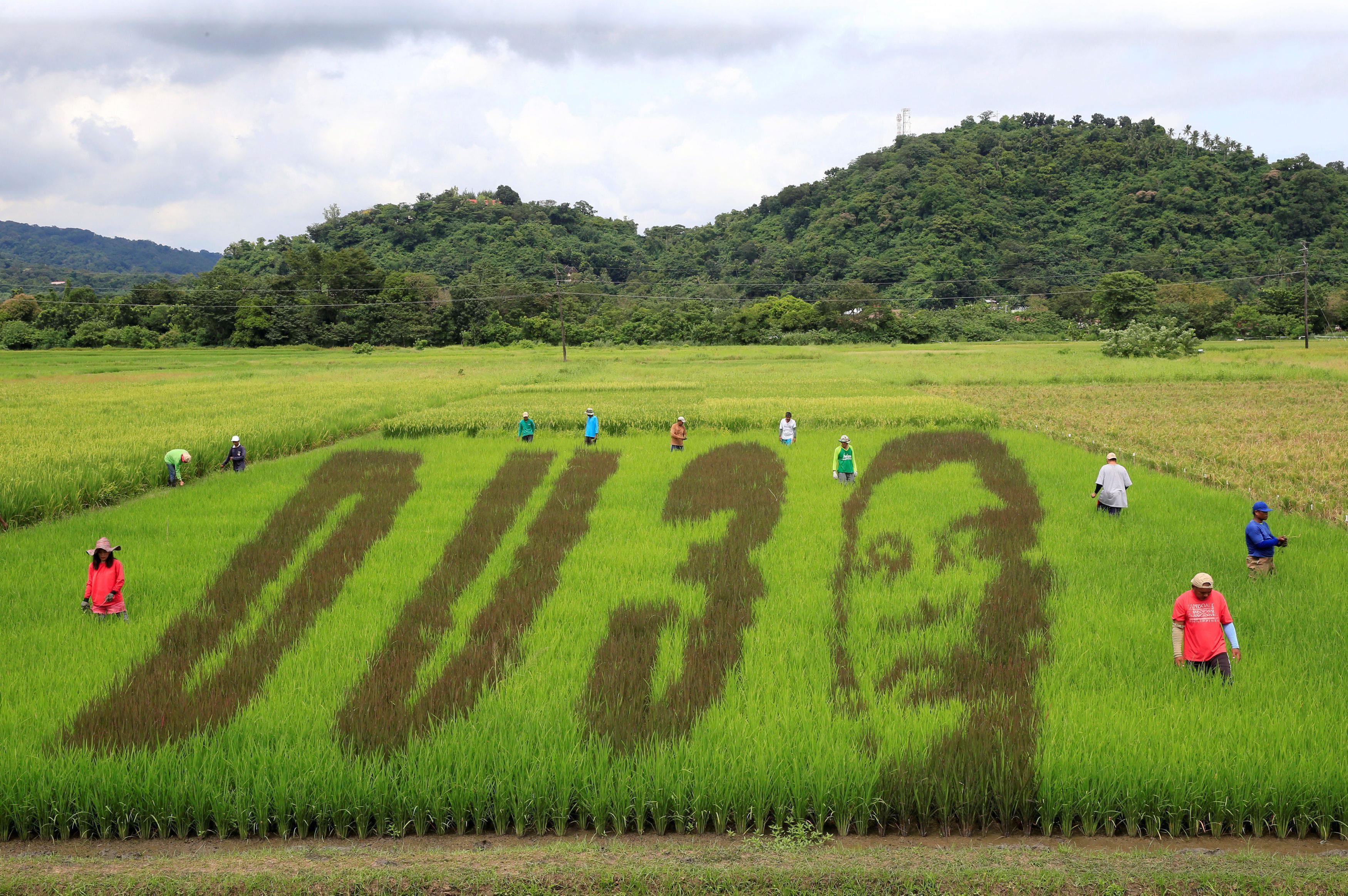 An artwork featuring image Philippine President Duterte on rice paddy in Los Banos city, Laguna prov