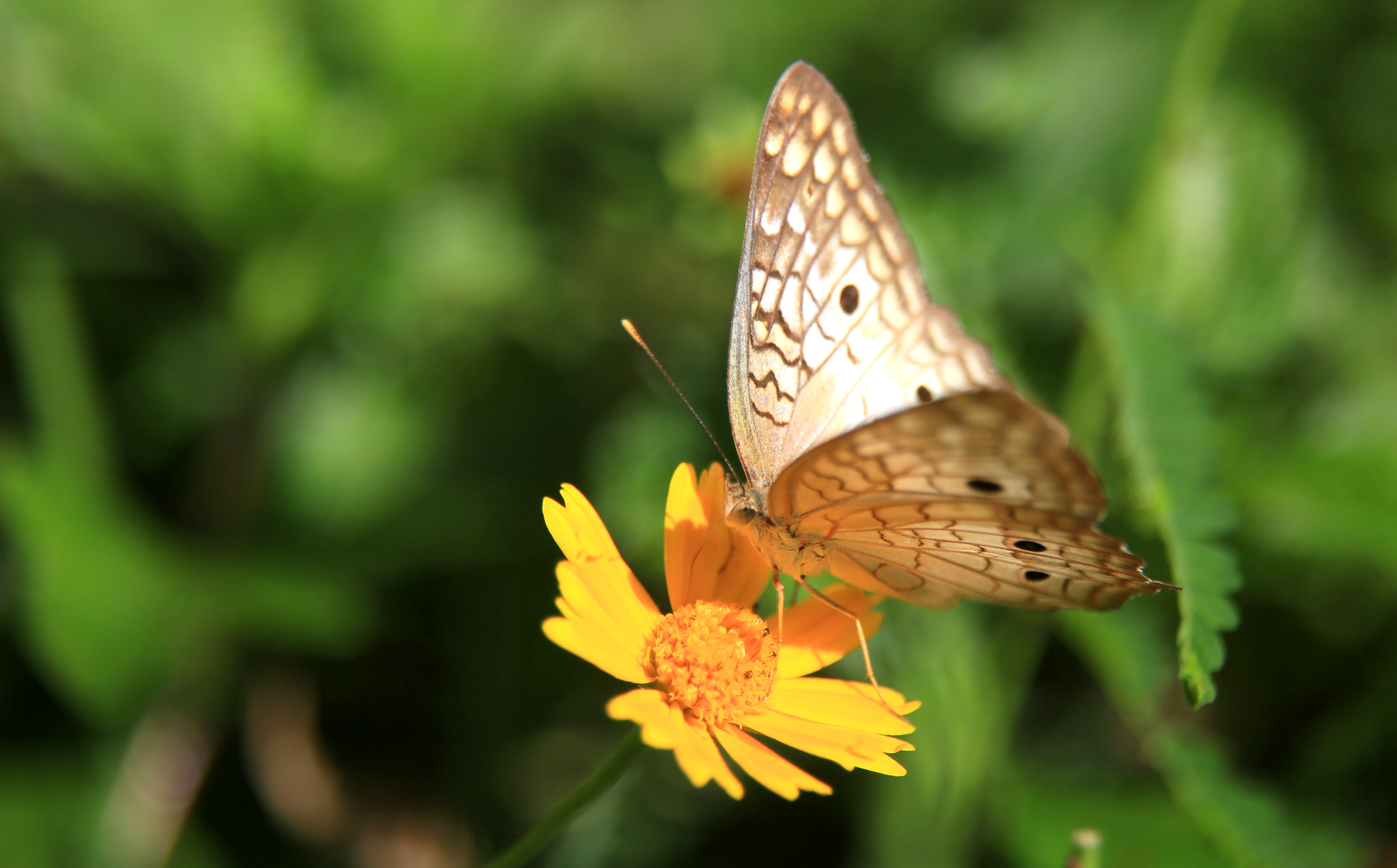 Íme, egy hatékony stresszoldó módszer, amelynek segítségével elmúlnak a szorongásaink, félelmeink, önsorsrontó hiedelmeink