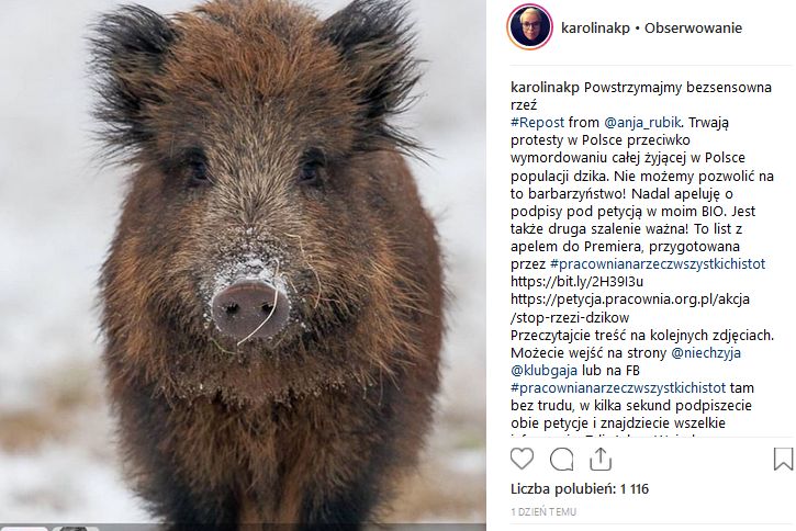 Karolina Korwin Piotrowska zaapelowała o powstrzymanie bezsensownej rzezi dzików