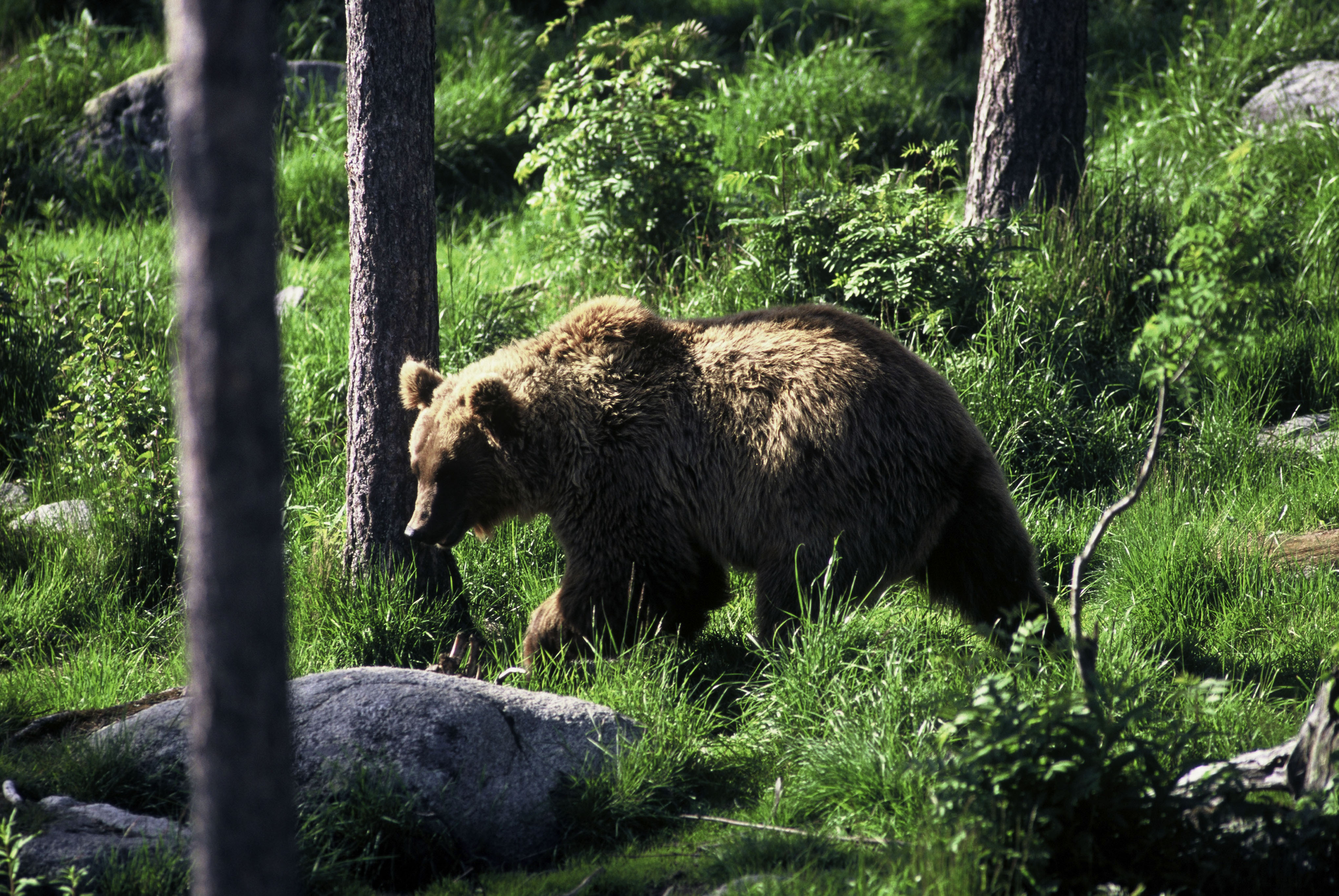 WWF zamierza odnowić 40 ha starych, zagubionych w bieszczadzkich lasach sadów specjalnie dla niedźwiedzi.