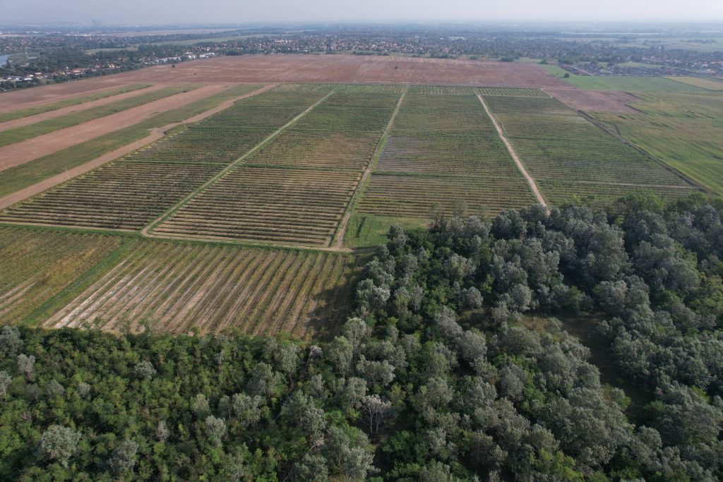 2 éve 56 focipályányi facsemetét ültettek Taksonynál, mára 3 méteres erdő lett belőle