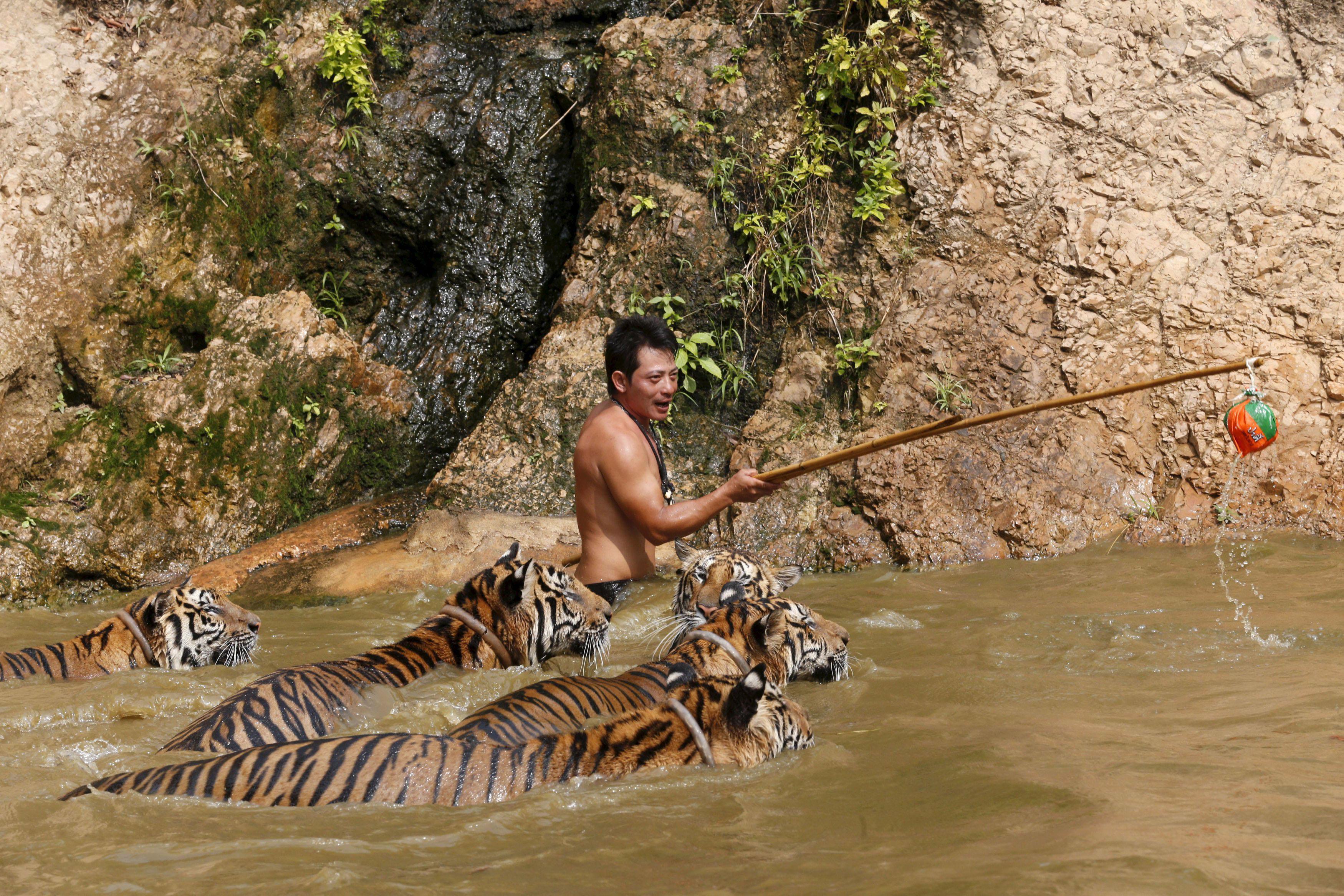 Spotlight: Thailand's Tiger Temple