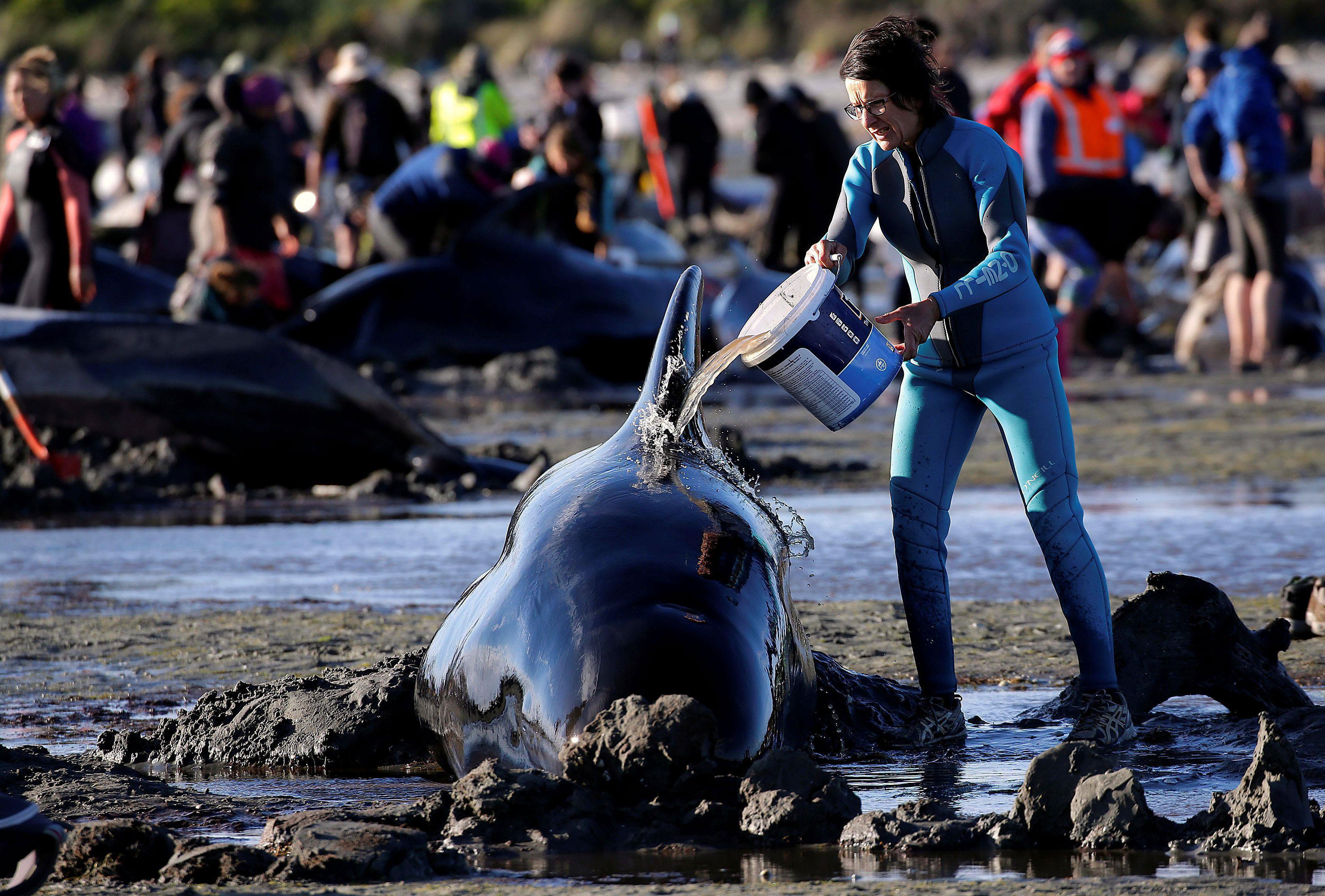 Volunteers attend to some of the hundreds of stranded pilot whales still alive after one of the coun