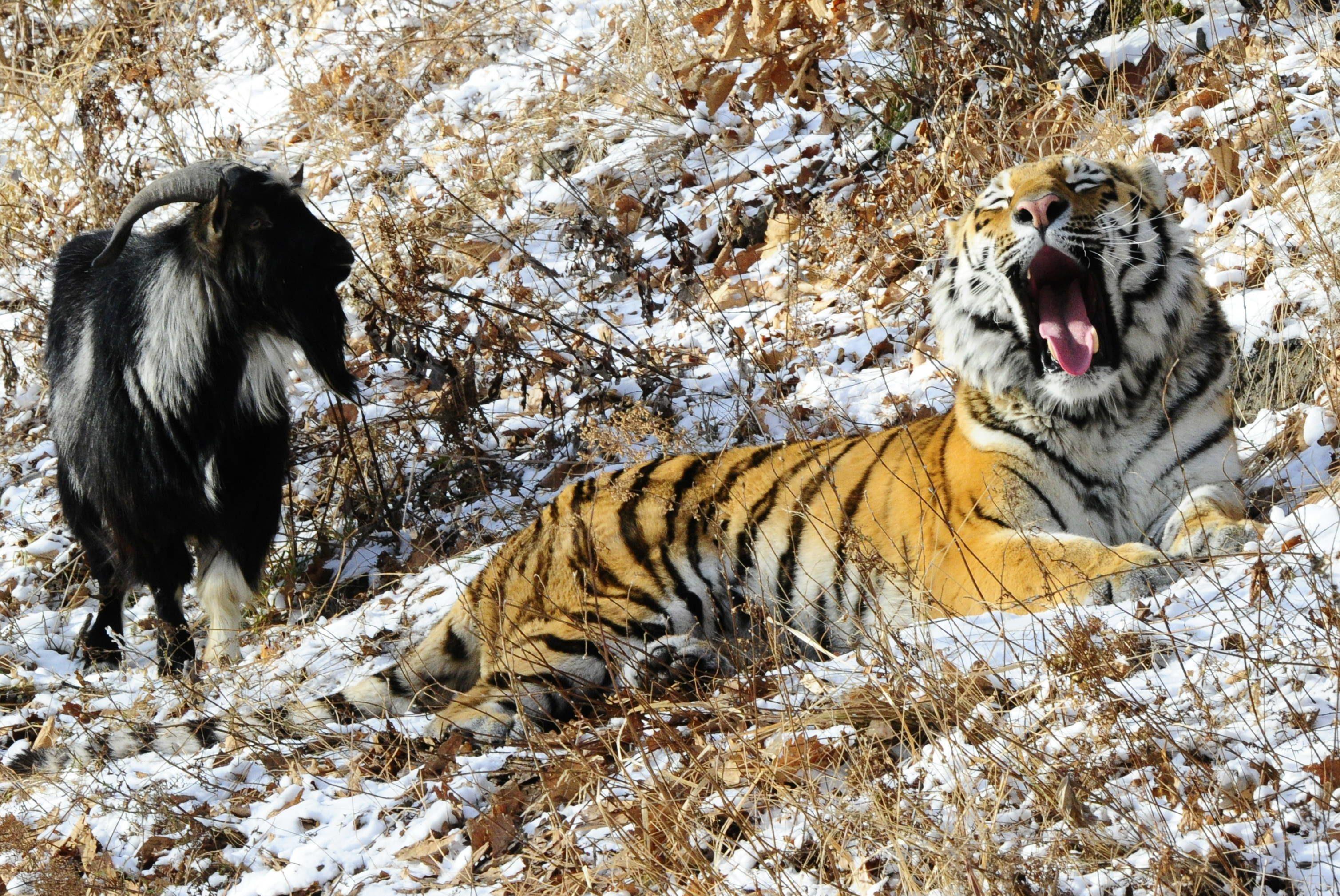 W Rosji pozostało tylko 500 tygrysów syberyjskich