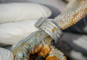 The Osprey's ring that was used to identify the bird and its origin. (KBC)