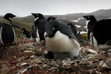 pingwiny 4