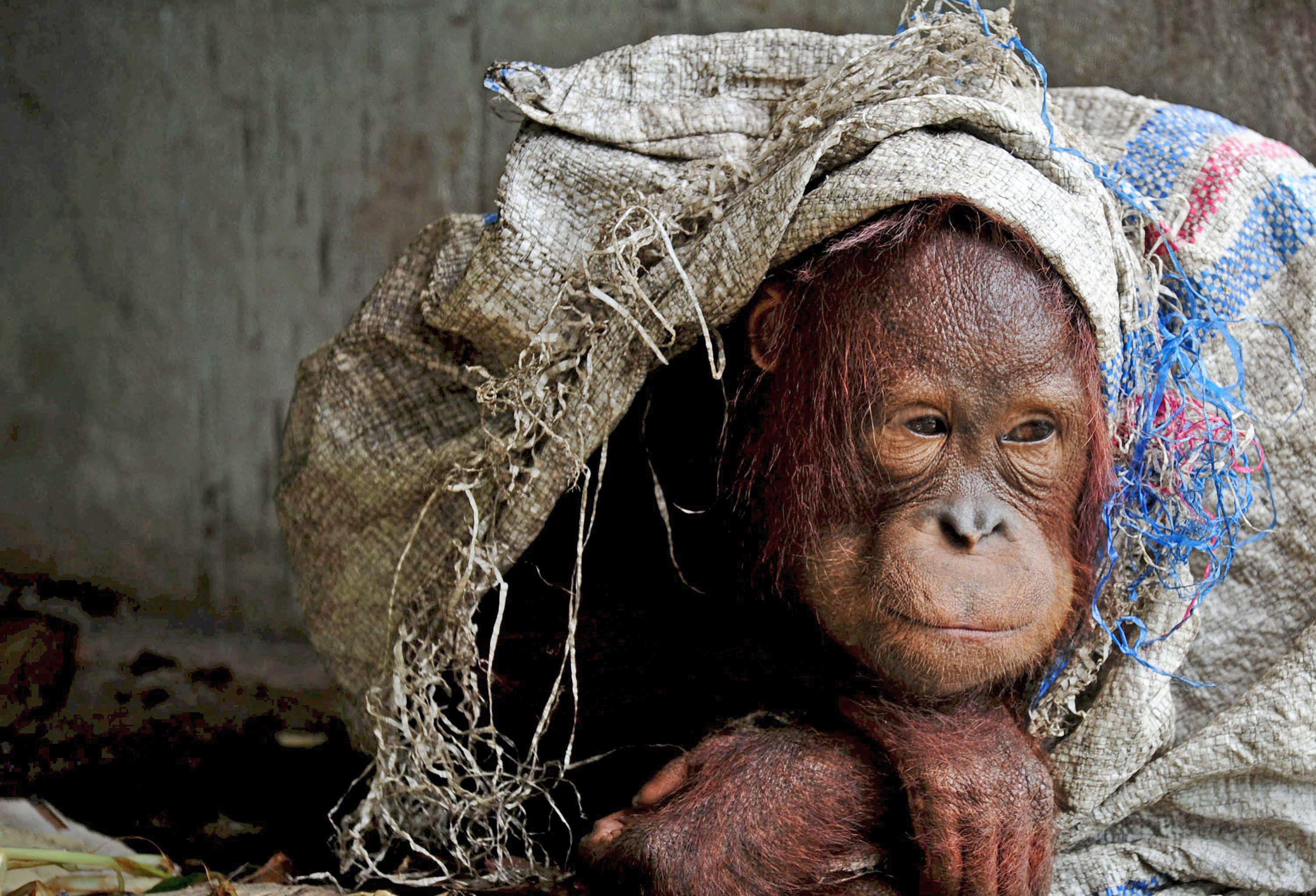 A male orangutan kept as a pet protects himself with sack at the owner's home in the village of Kore