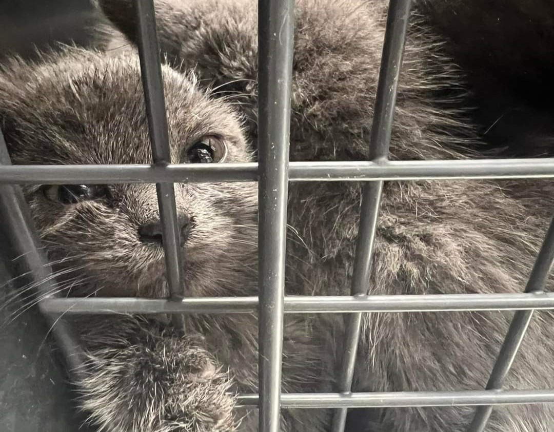 Megszólalt a bringás, aki a Parlament előtt hagyott egy doboz kiscicát - Ezzel indokolta tettét