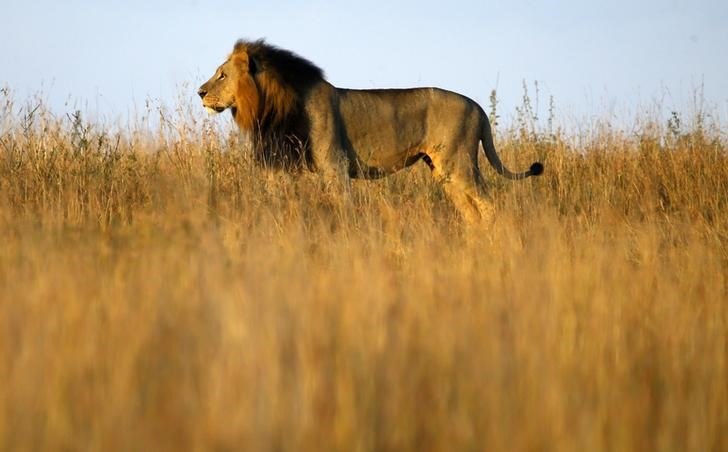 A lion is seen early morning at Nairobi's National Park March 11, 2013. The park is located just 7 km (4 miles) from the Kenya's capital city center. REUTERS/Marko Djurica