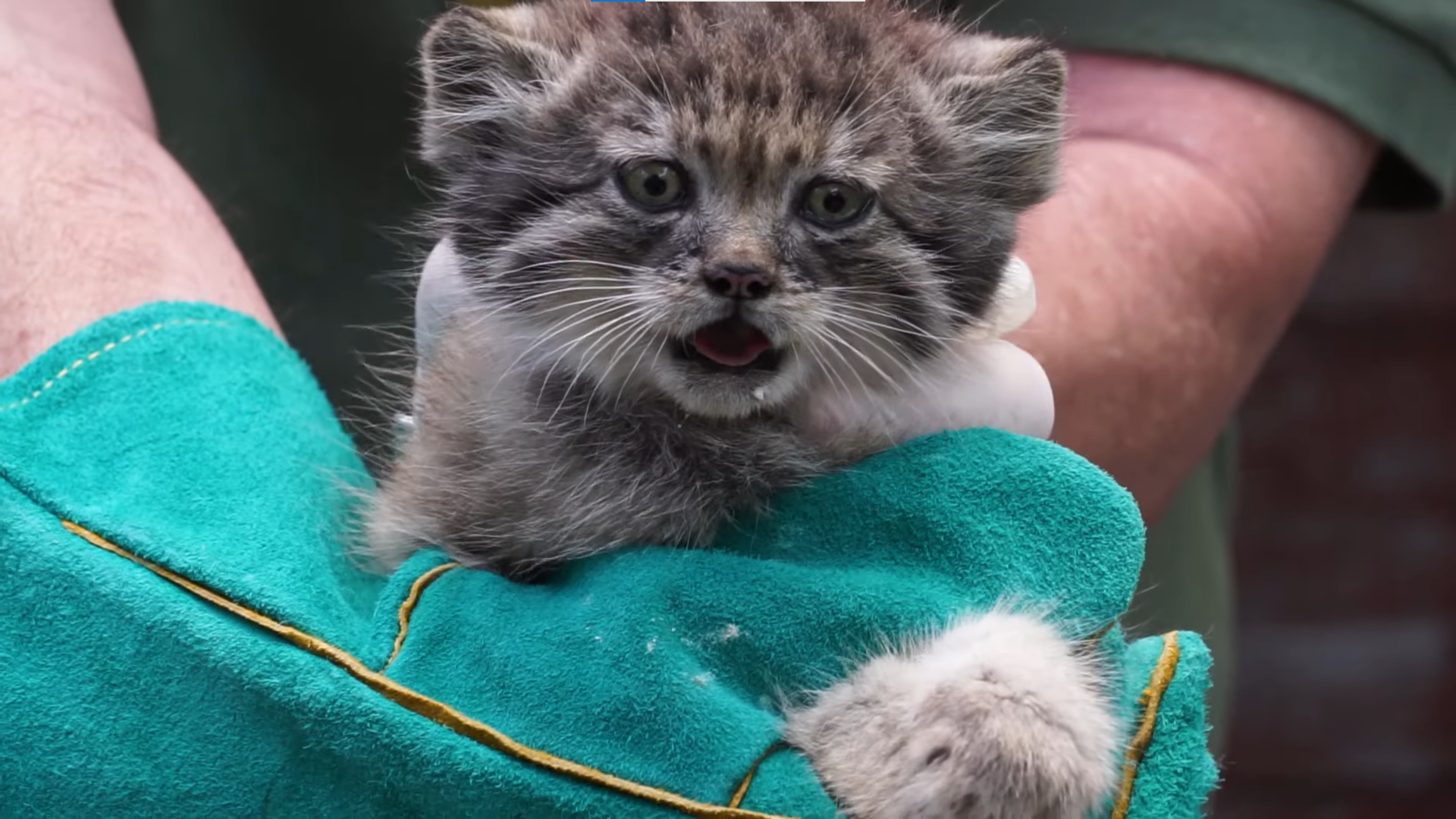 Hat ritka, pusztai macska kölyök született a Fővárosi Állatkertben videó -  Blikk