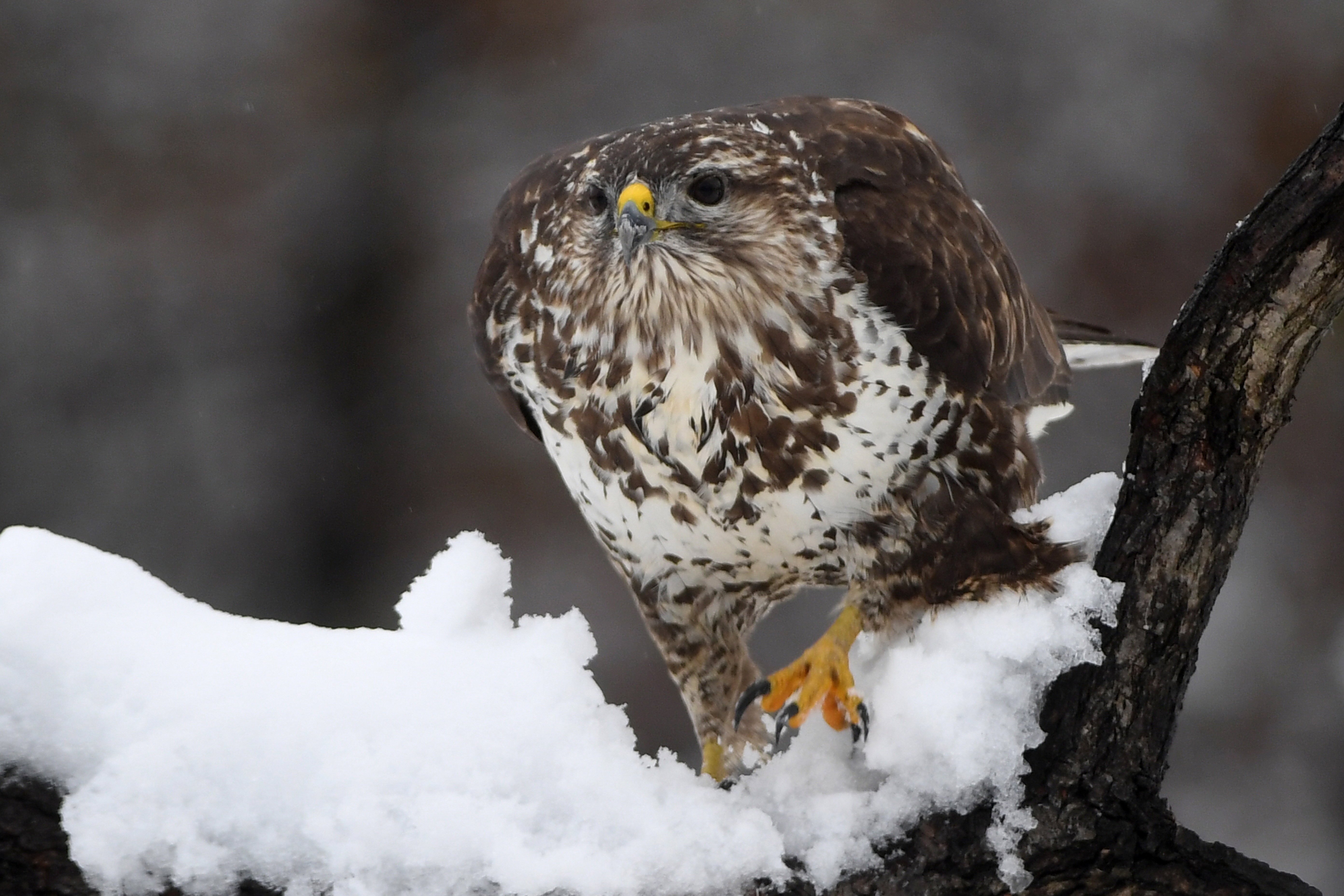 Sopronban újra beköszöntött a tél, egymást érték a hózáporok – videó
