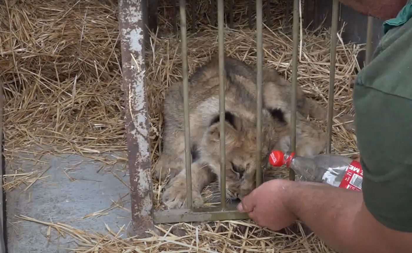 Szomorú hír: elpusztult a Szabadka mellett talált oroszlánkölyök