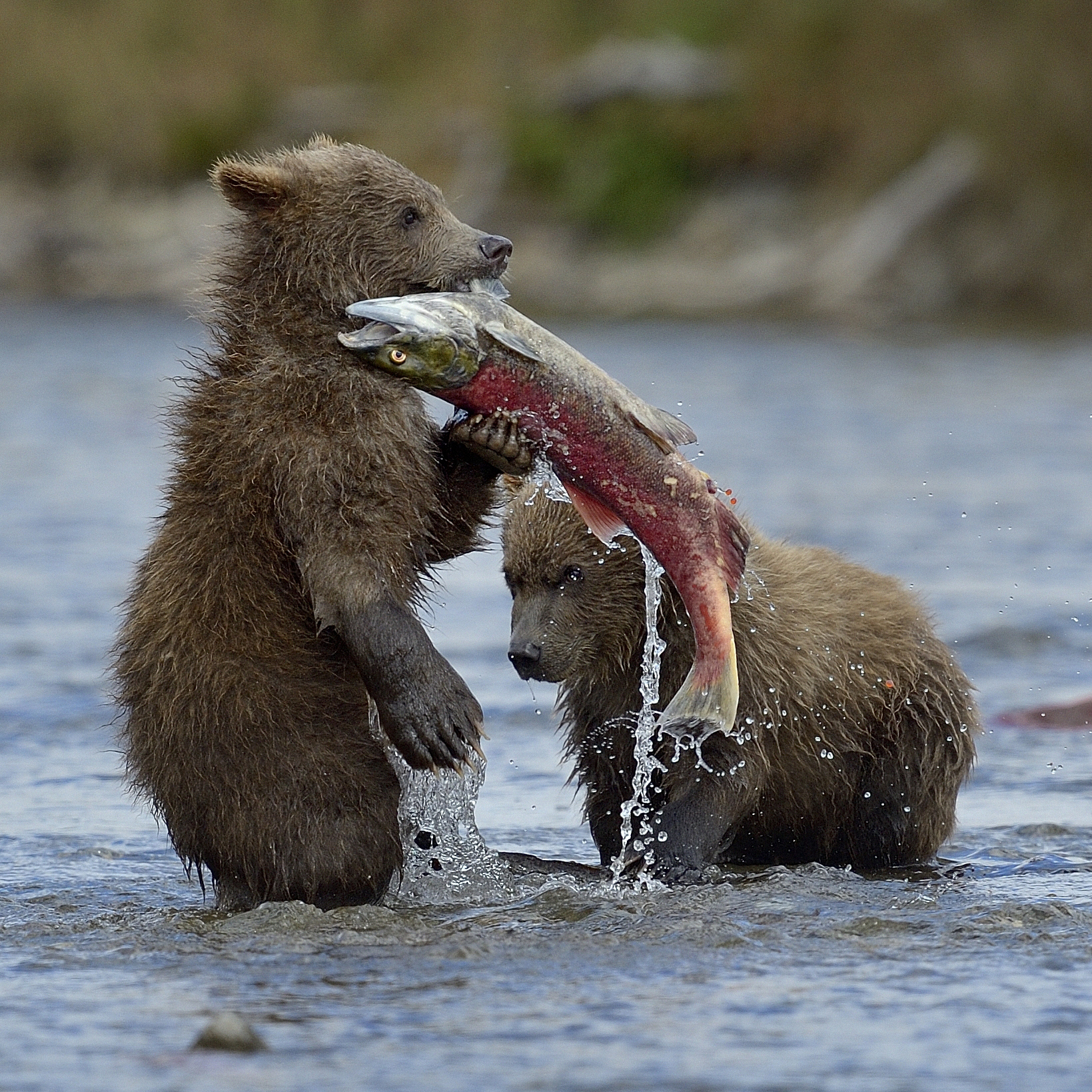 Niedźwiedzie grizli od małego uczą się łowić łososie. Taka nauka jest okazją do świetnej zabawy, bo przez pierwsze dwa lata życia opiekuje się nimi mama i to ona zdobywa dla nich jedzenie