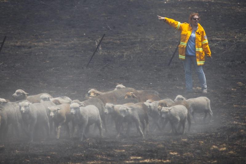 pożary w Australii 5 owce