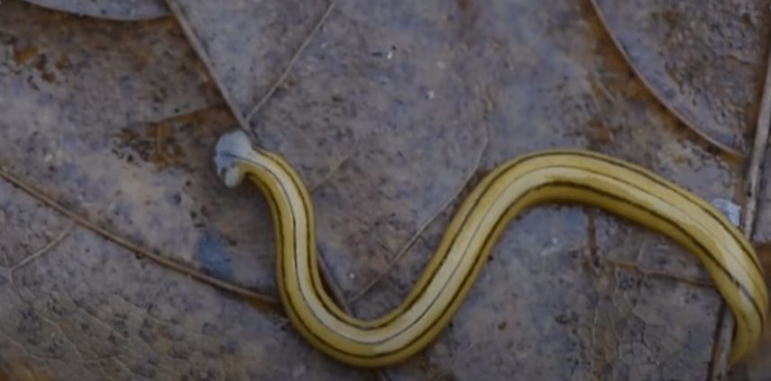 Valósággá vált az X-Akták: szárazföldi, ragadozó laposférgeket azonosítottak Magyarországon